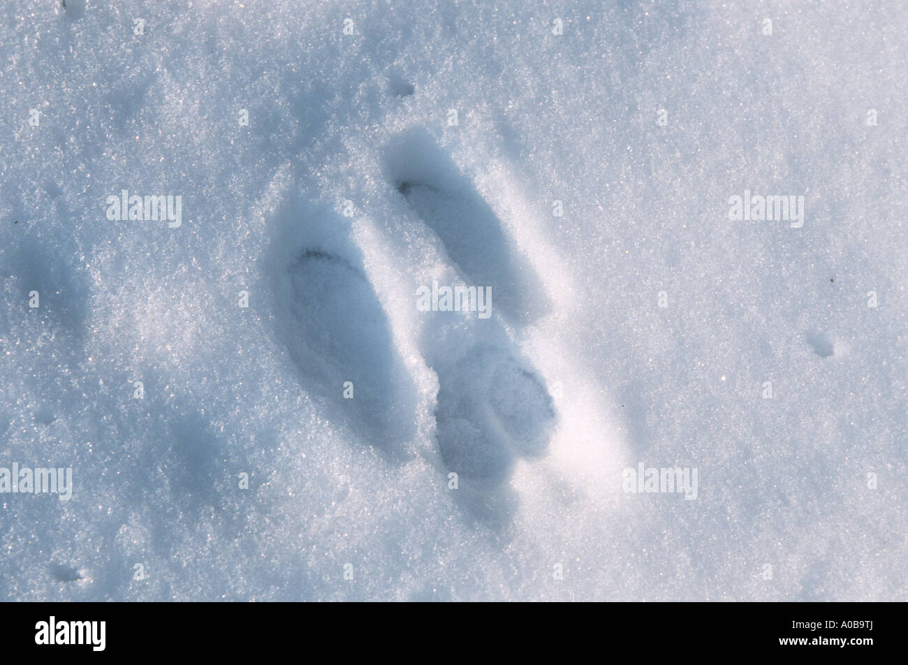 L'écureuil roux européen eurasien, l'écureuil roux (Sciurus vulgaris), les pistes dans la neige Banque D'Images