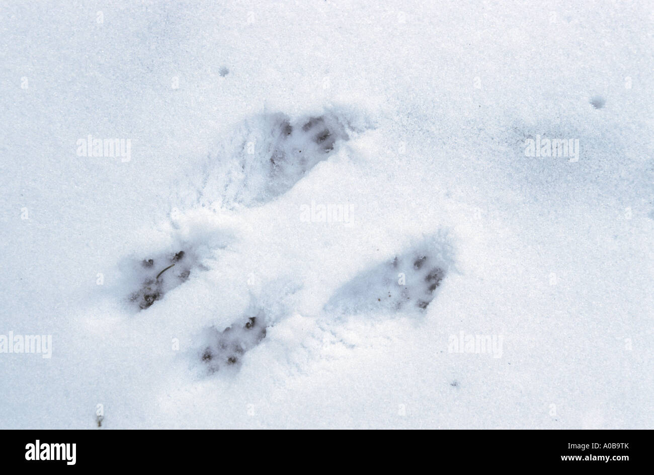 L'écureuil roux européen eurasien, l'écureuil roux (Sciurus vulgaris), les pistes dans la neige Banque D'Images