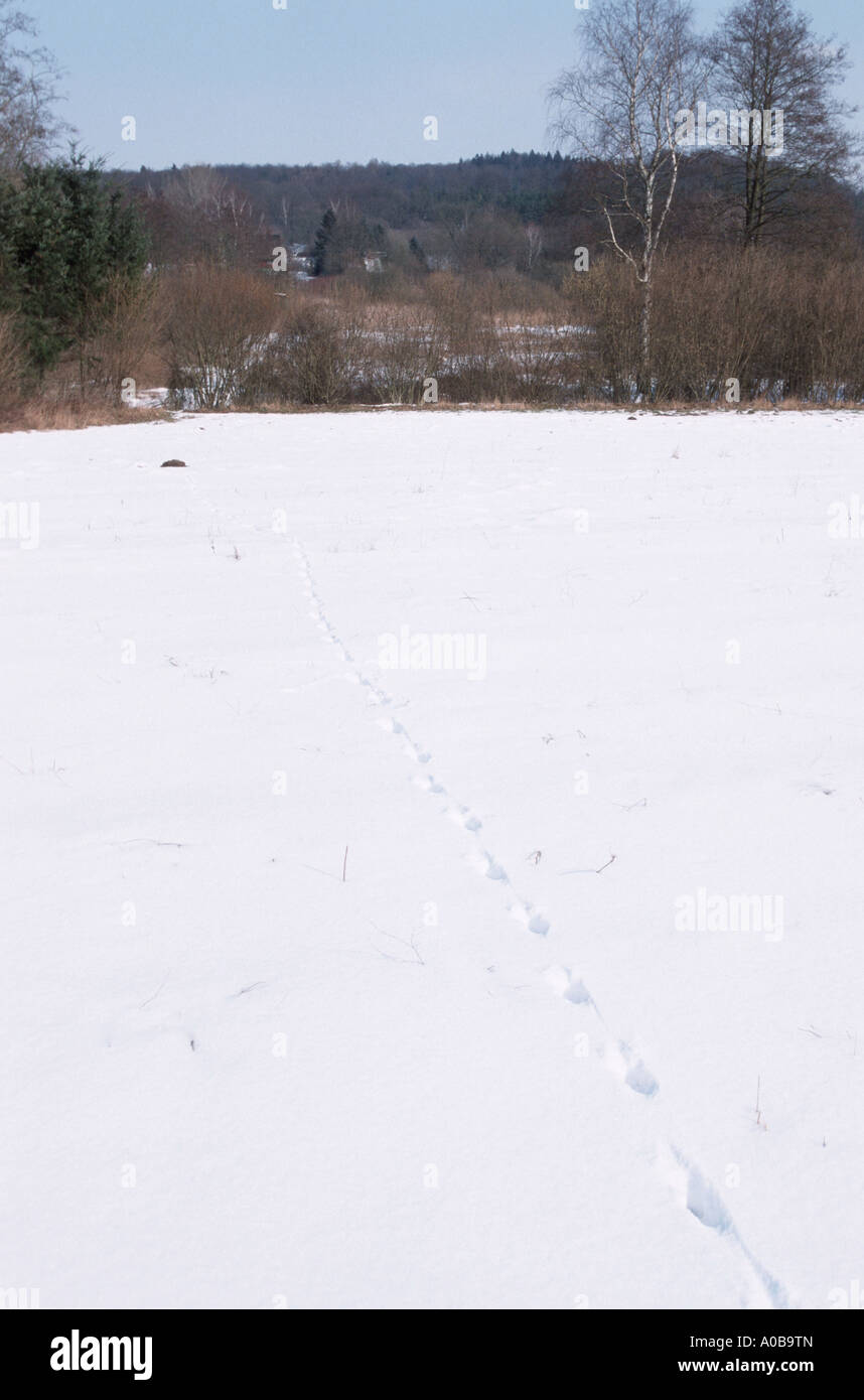 Le renard roux (Vulpes vulpes), les pistes dans la neige Banque D'Images
