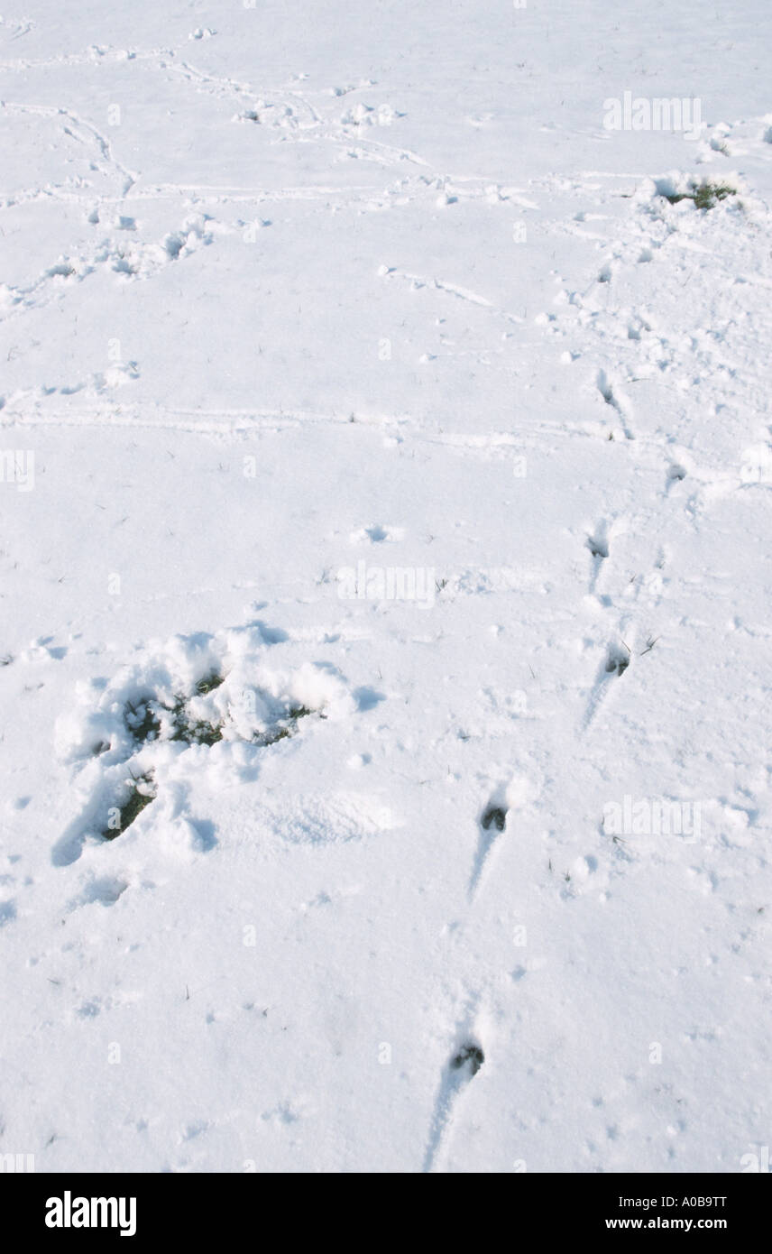 Le chevreuil (Capreolus capreolus), des conseils et des pistes de recherche de nourriture dans la neige Banque D'Images