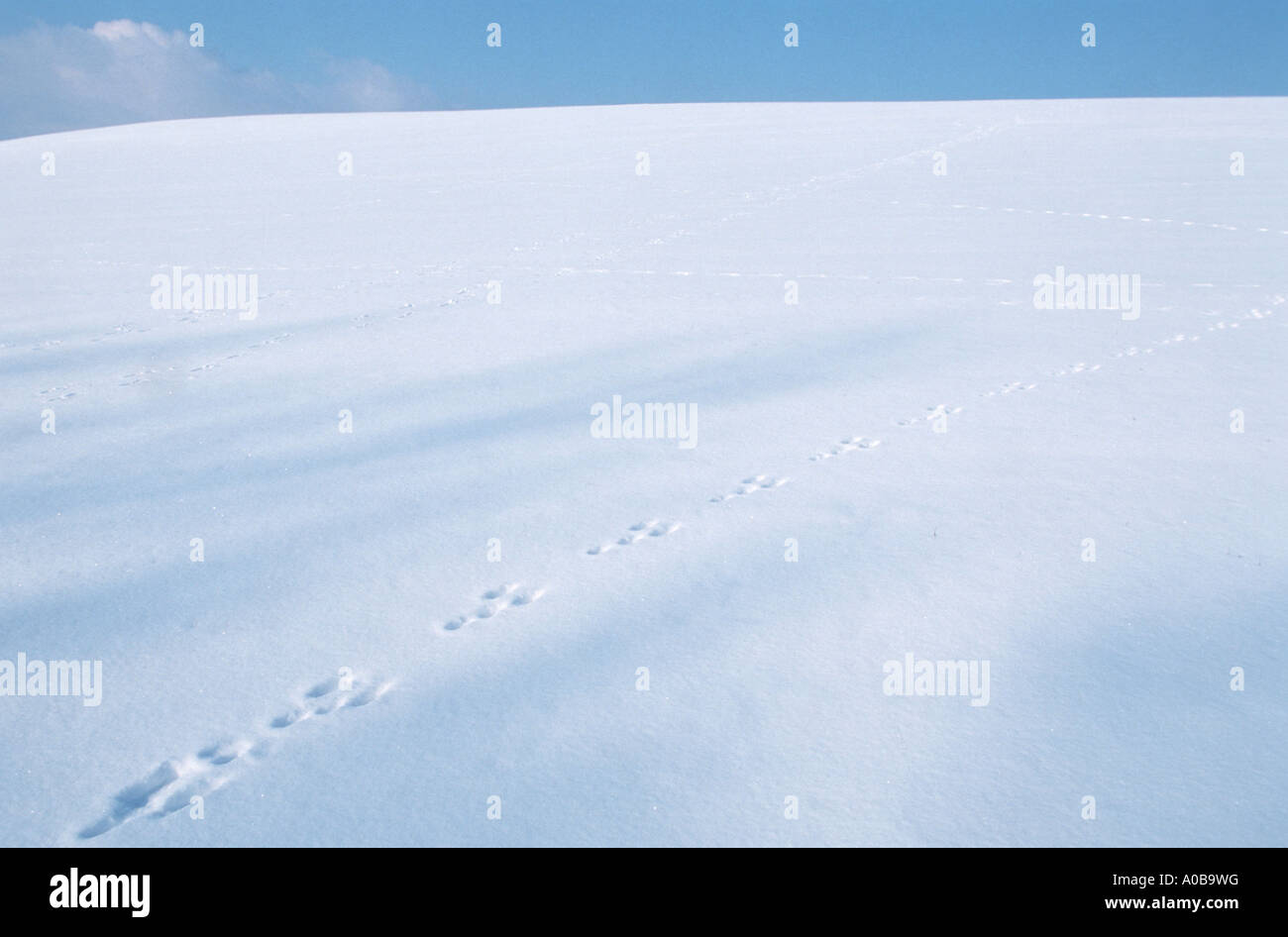 Lièvre d'Europe (Lepus europaeus), les pistes dans la neige sur un champ Banque D'Images