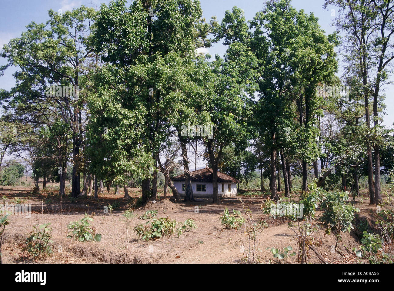 Matagudi une sorte de bois sacré trouvées sur Bustar Karnataka Inde Banque D'Images