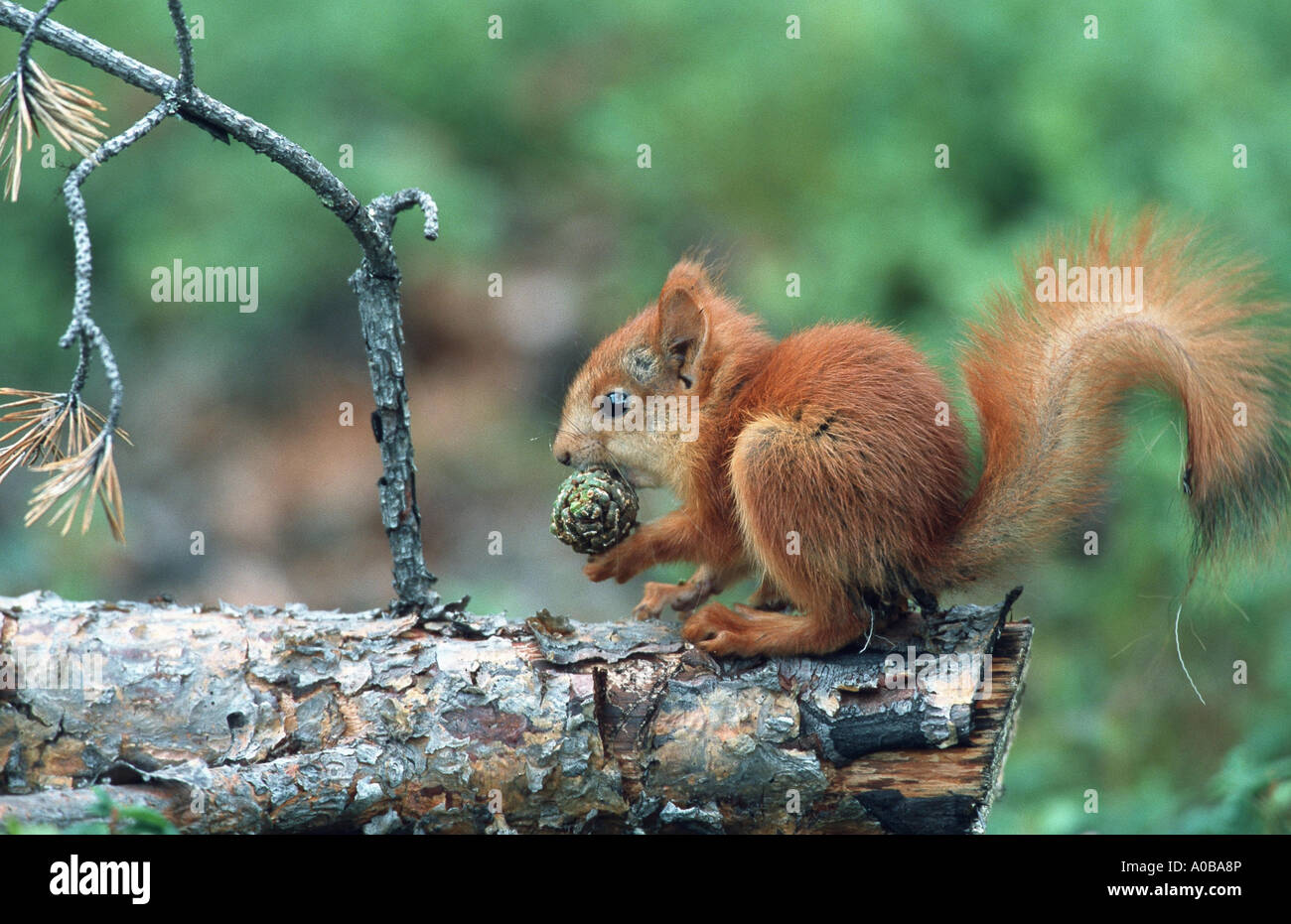 L'écureuil roux européen eurasien, l'écureuil roux (Sciurus vulgaris), les jeunes avec cône de pin, Finlande Banque D'Images