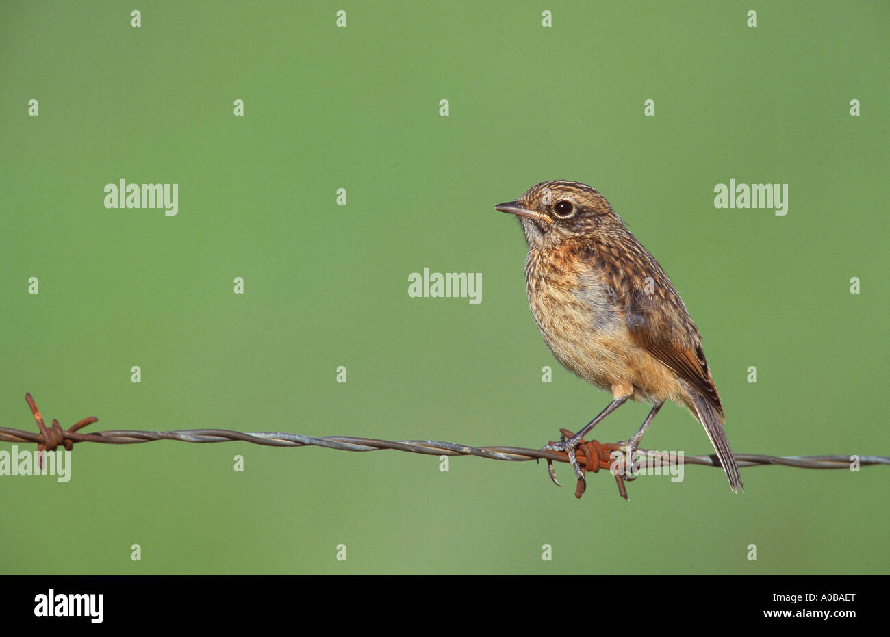 (Saxicola torquata stonechat commun), entièrement fleged mineur, Espagne Banque D'Images