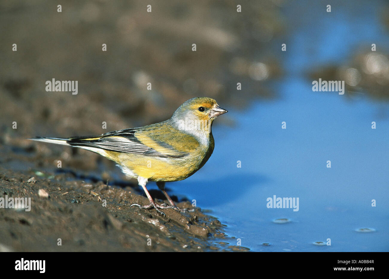 Venturon montagnard (Serinus citrinella), homme, Espagne Banque D'Images