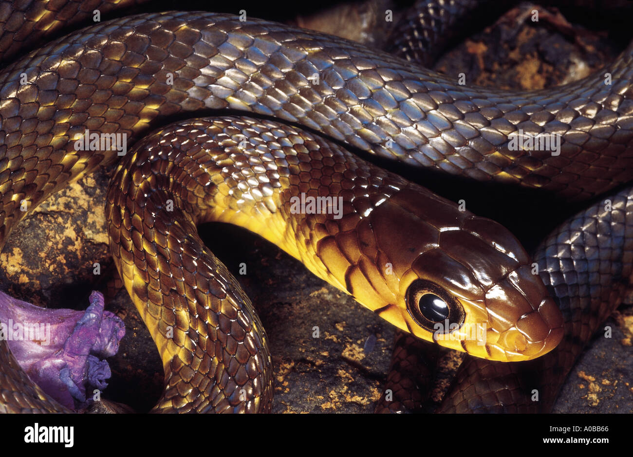 DHAMAN SERPENT RAT non venimeux, Coluber Mucosus commun. Bhimashankar, Maharashtra Inde Banque D'Images
