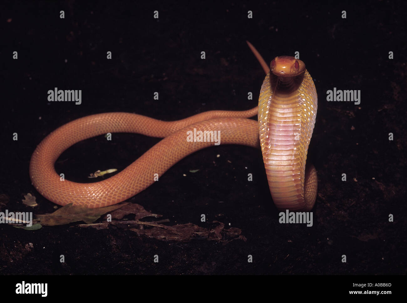 COBRA à lunettes. Naja naja. Venimeux, commun. Cobra albinos . Katraj Pune Maharashtra Inde Snake Park Banque D'Images