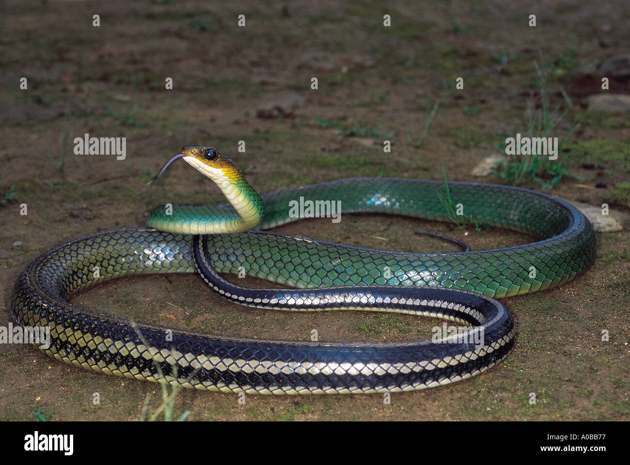 Coluber nigromarginatus rat vert non serpent venimeux, l'Arunachal Pradesh, Inde. rare. Quelques photos de cette espèce existe Banque D'Images