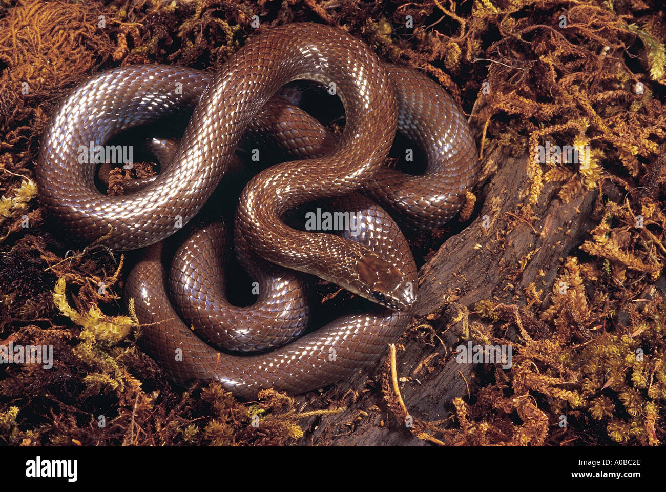 Indian couleuvre lisse coronella brachyura .. petit non rare venimeux serpent mince qui habituellement ne pousse à 70 cm de longueur. Banque D'Images