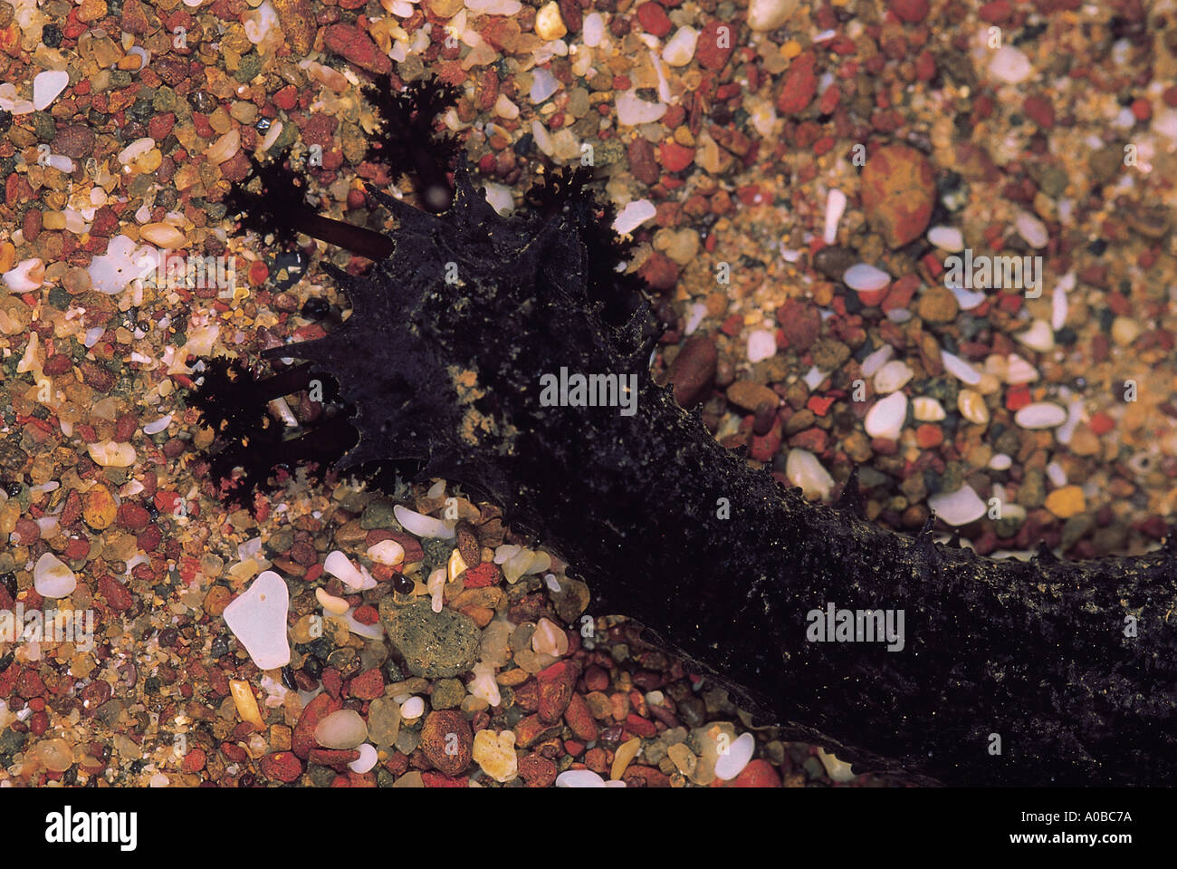 Le concombre de mer Goa Inde Banque D'Images