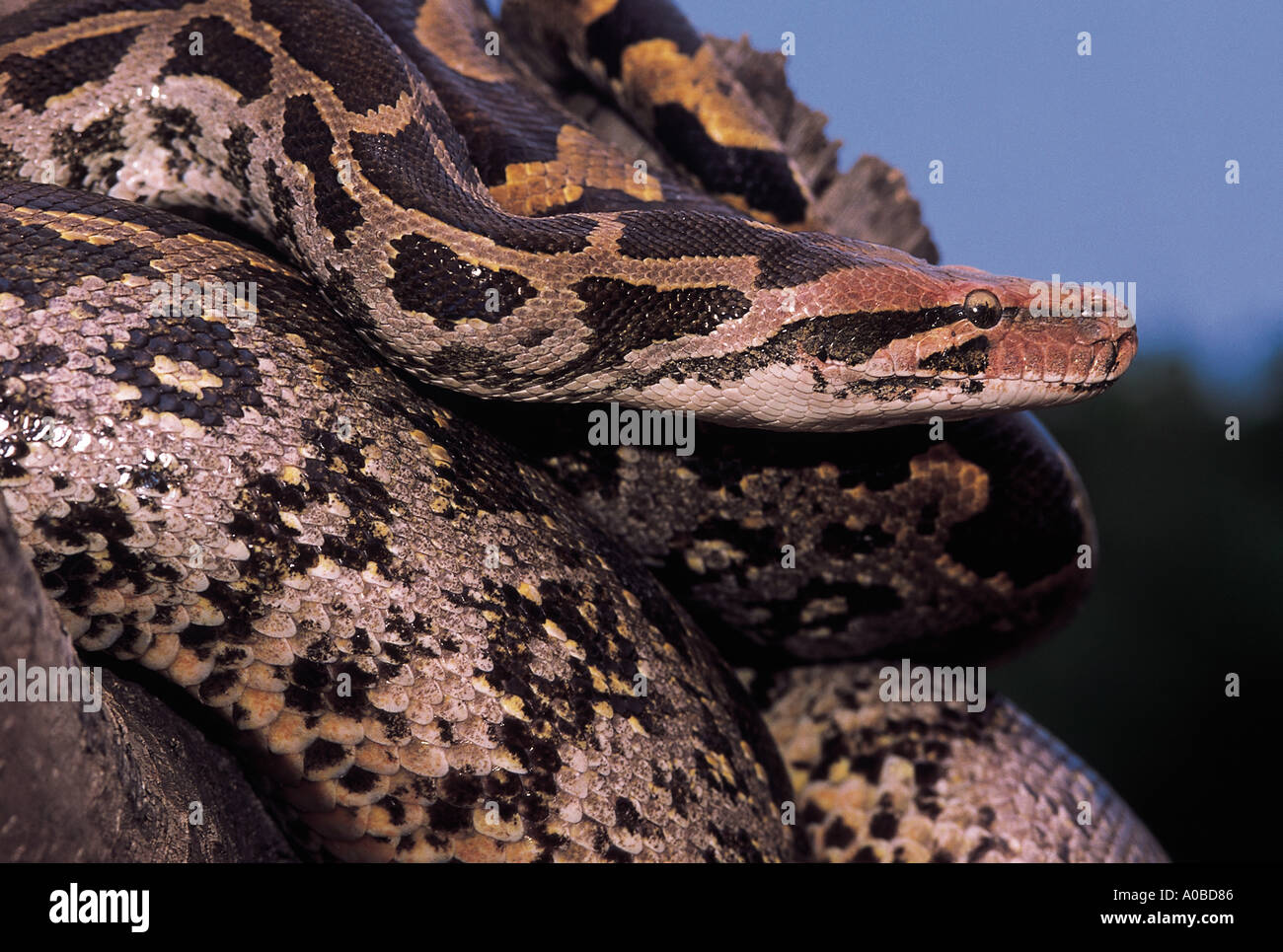 INDIAN ROCK PYTHON. Python molurus molurus, non venimeux. rare. Katraj Snake Park, Pune Banque D'Images
