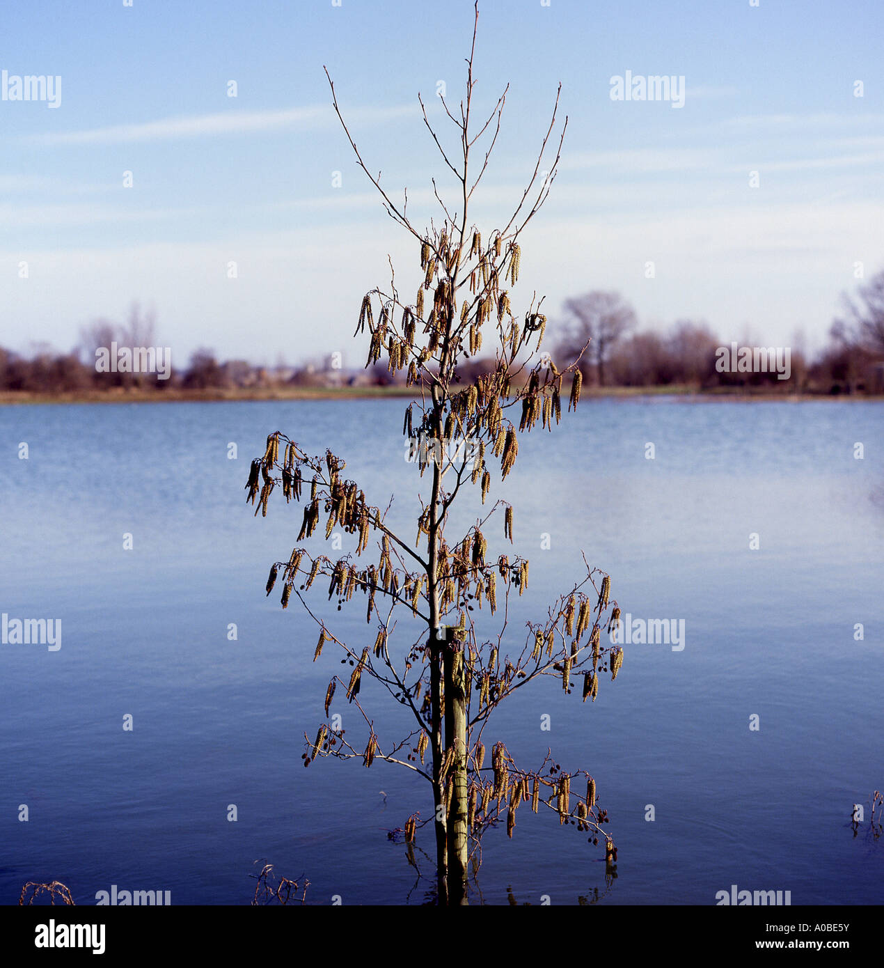 Willow Tree en eau d'inondation Banque D'Images