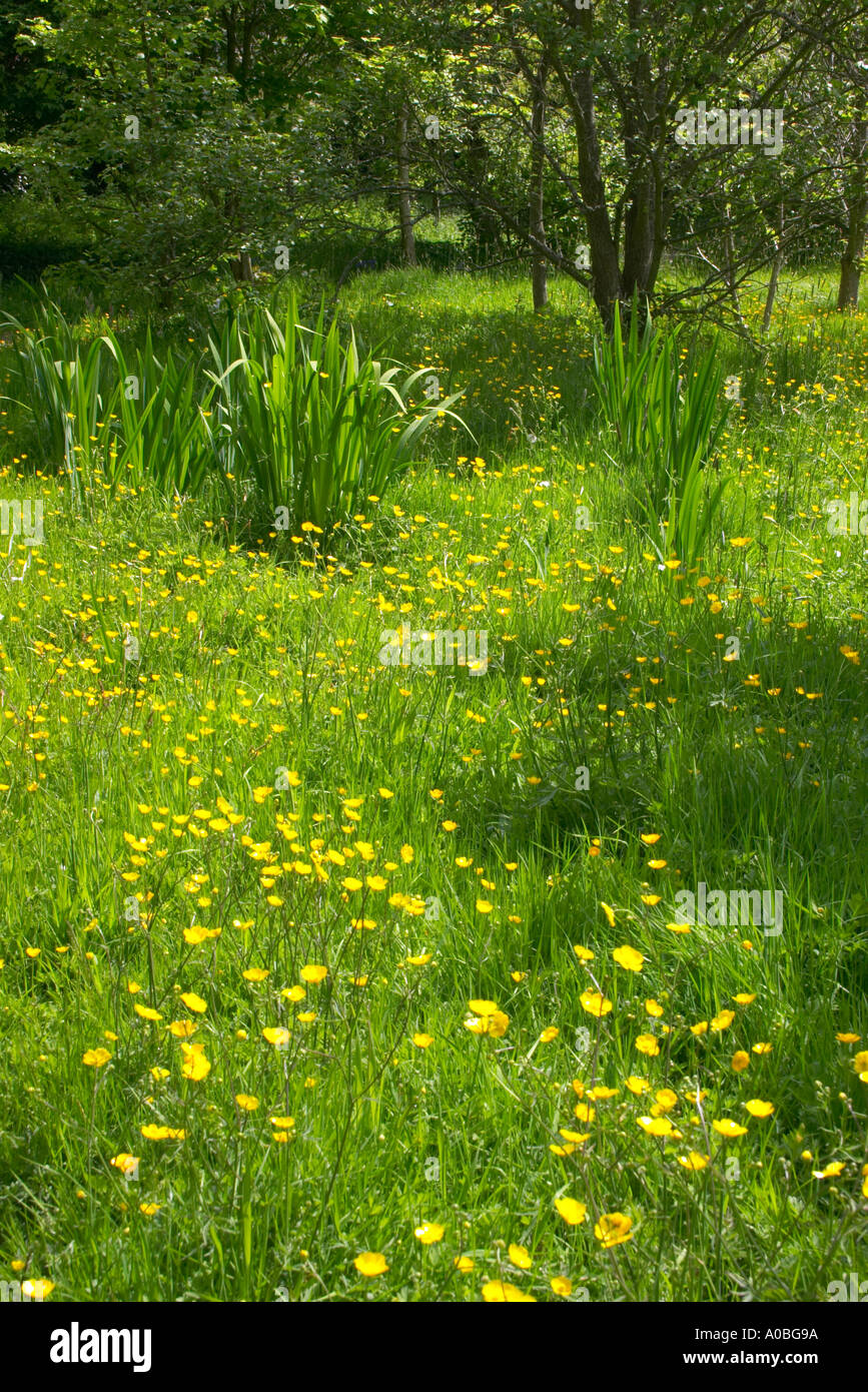 Zone marécageuse avec des plantes tolérant l'eau et l'iris buttercup Ranunculus ou à bord de bois en Ecosse Banque D'Images