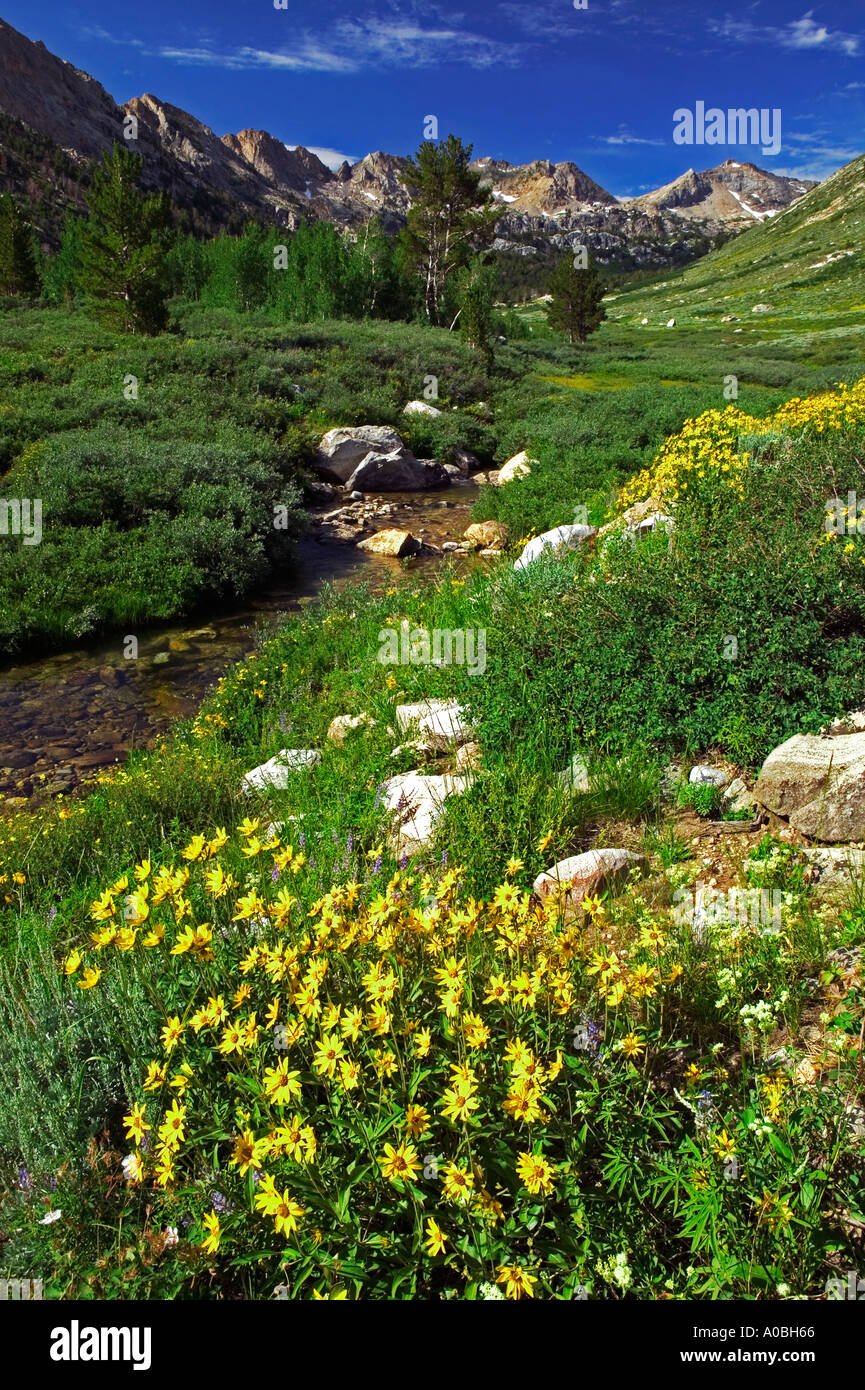 Les marguerites et Lamoille Creek Ruby Mountains Nevada Banque D'Images