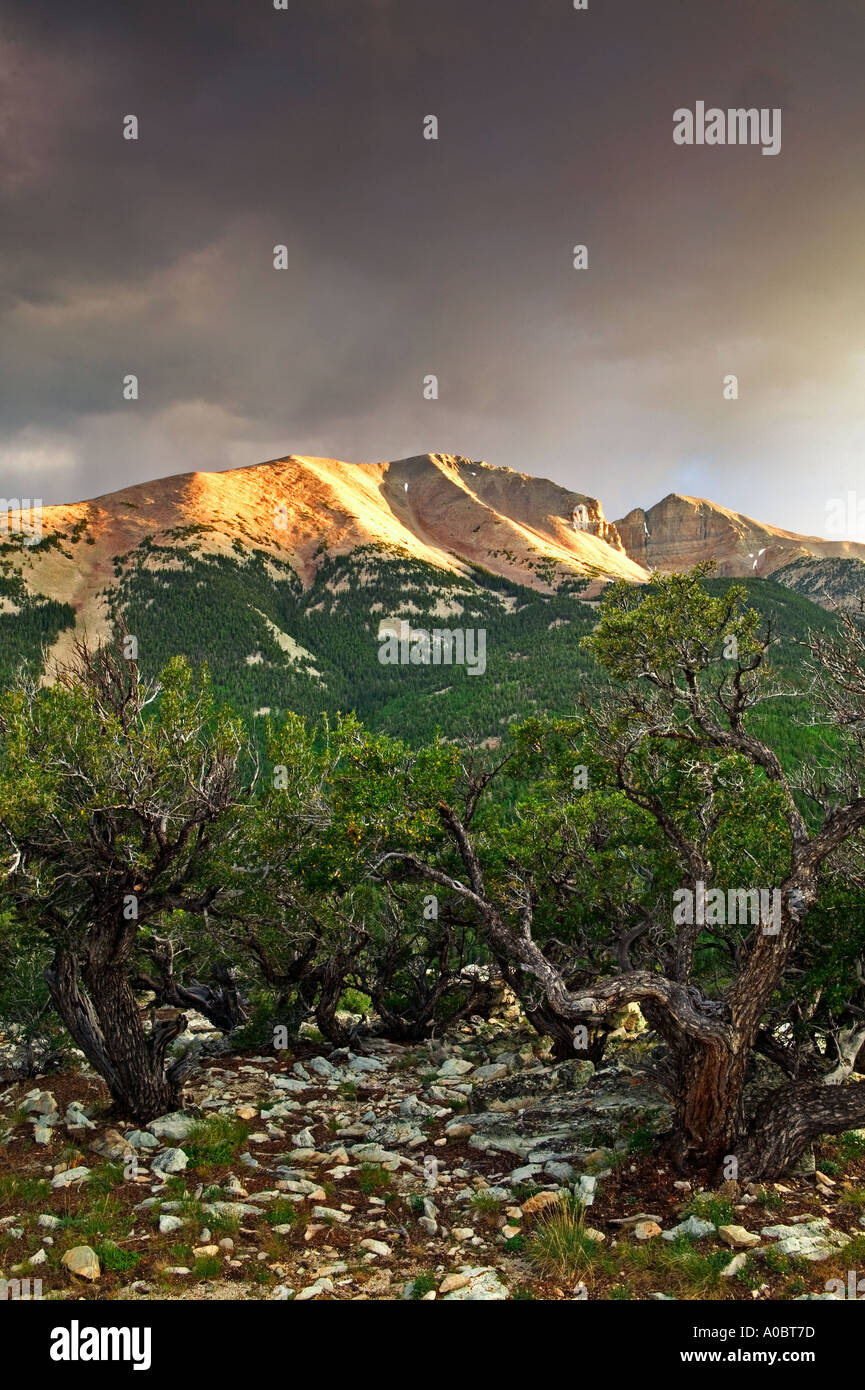 Mahogeny la montagne et Wheeler Peak au coucher du soleil le Parc National du Grand Bassin, Nevada Banque D'Images