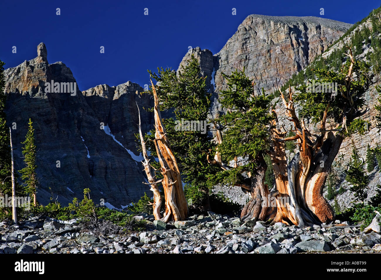 Bristlecone pines et Wheeler Peak Parc National du Grand Bassin, Nevada Banque D'Images