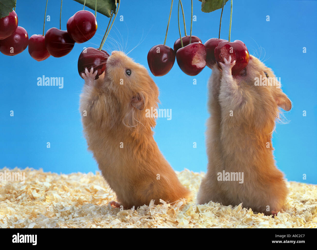 Deux hamsters dorés cueillir des cerises cerises manger fond bleu rongeurs  hamster en peluche rouge animal domestique animal animal à fourrure Photo  Stock - Alamy