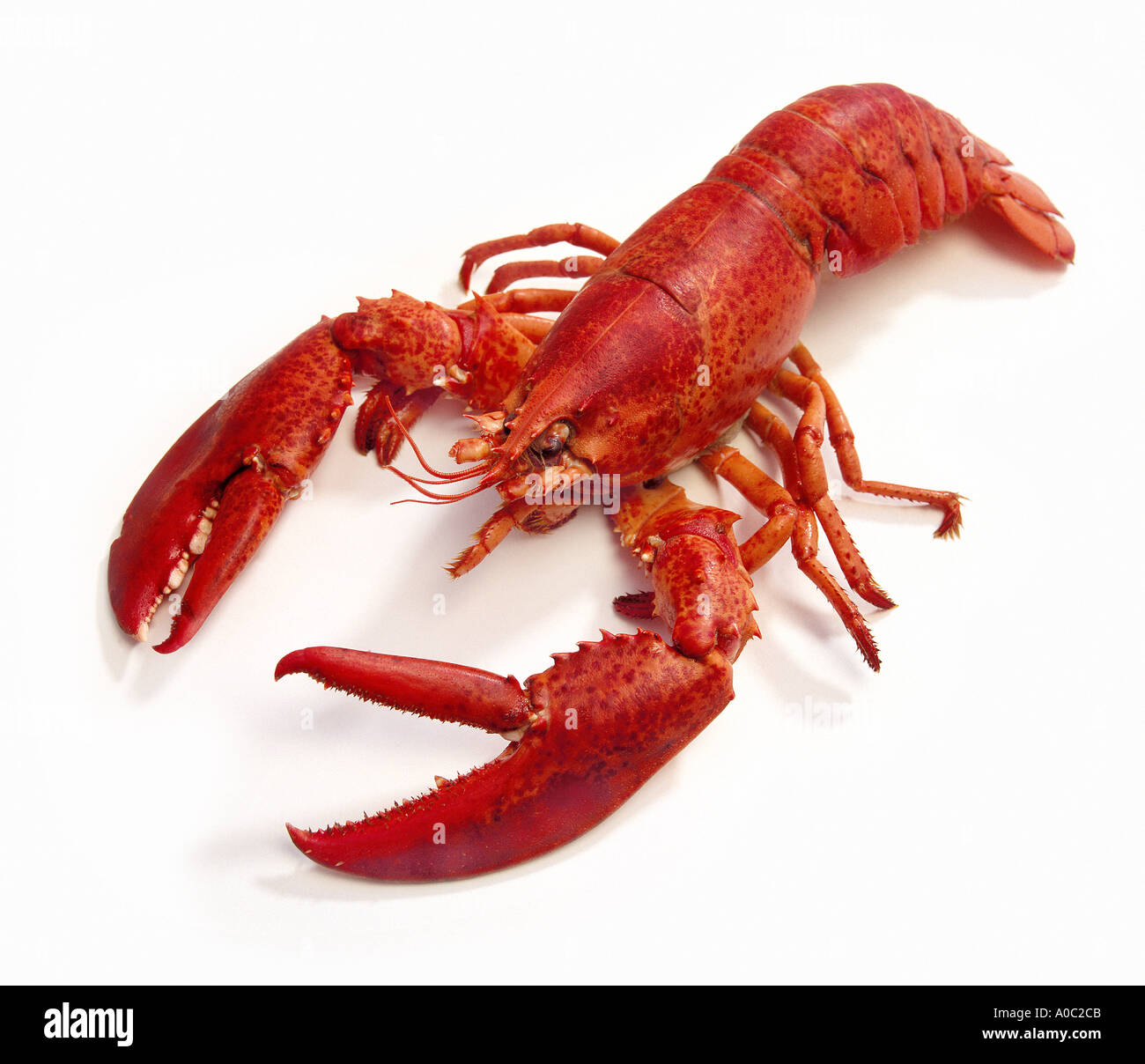 Les écrevisses homard cuit Spécialités alimentaires crustacés fruits de mer cher délicatesse animal cancer ciseaux rouges Banque D'Images