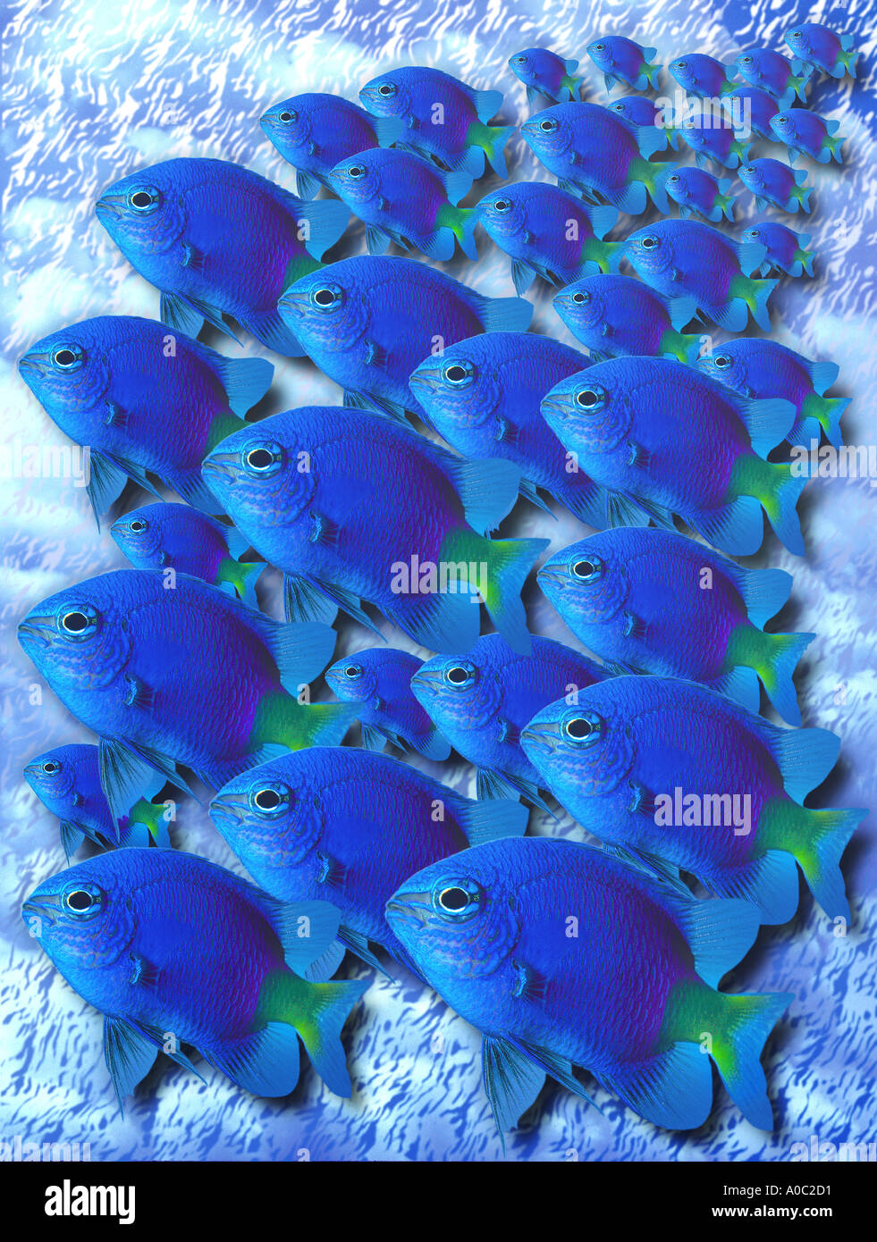 Banc de poissons Demoiselle CHRYSIPTERA CYANEA bleu Composition Photo Art numérique aquarium d'animaux d'eau de mer bleue de l'eau salée Banque D'Images