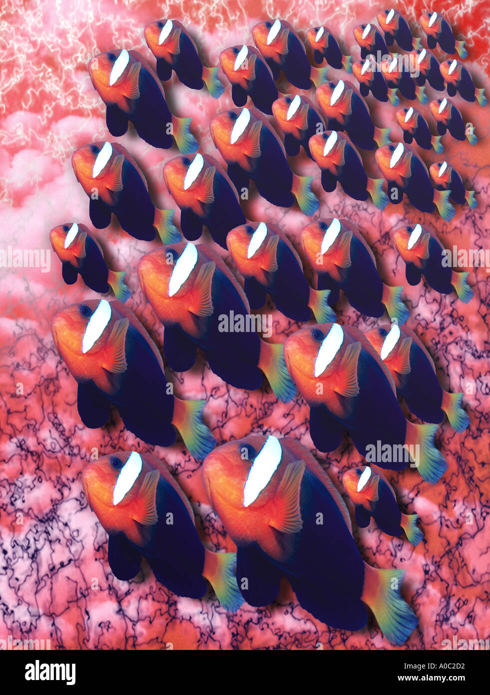 Banc de poissons AMPHIPRION FRENATUS Composition Photo Art numérique rouge aquarium Animaux Banque D'Images