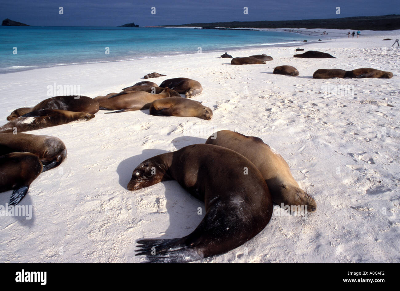 Otaries de couchage sur la plage Banque D'Images