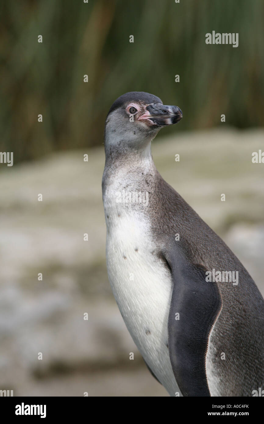 Le Humboldt Penguin Banque D'Images