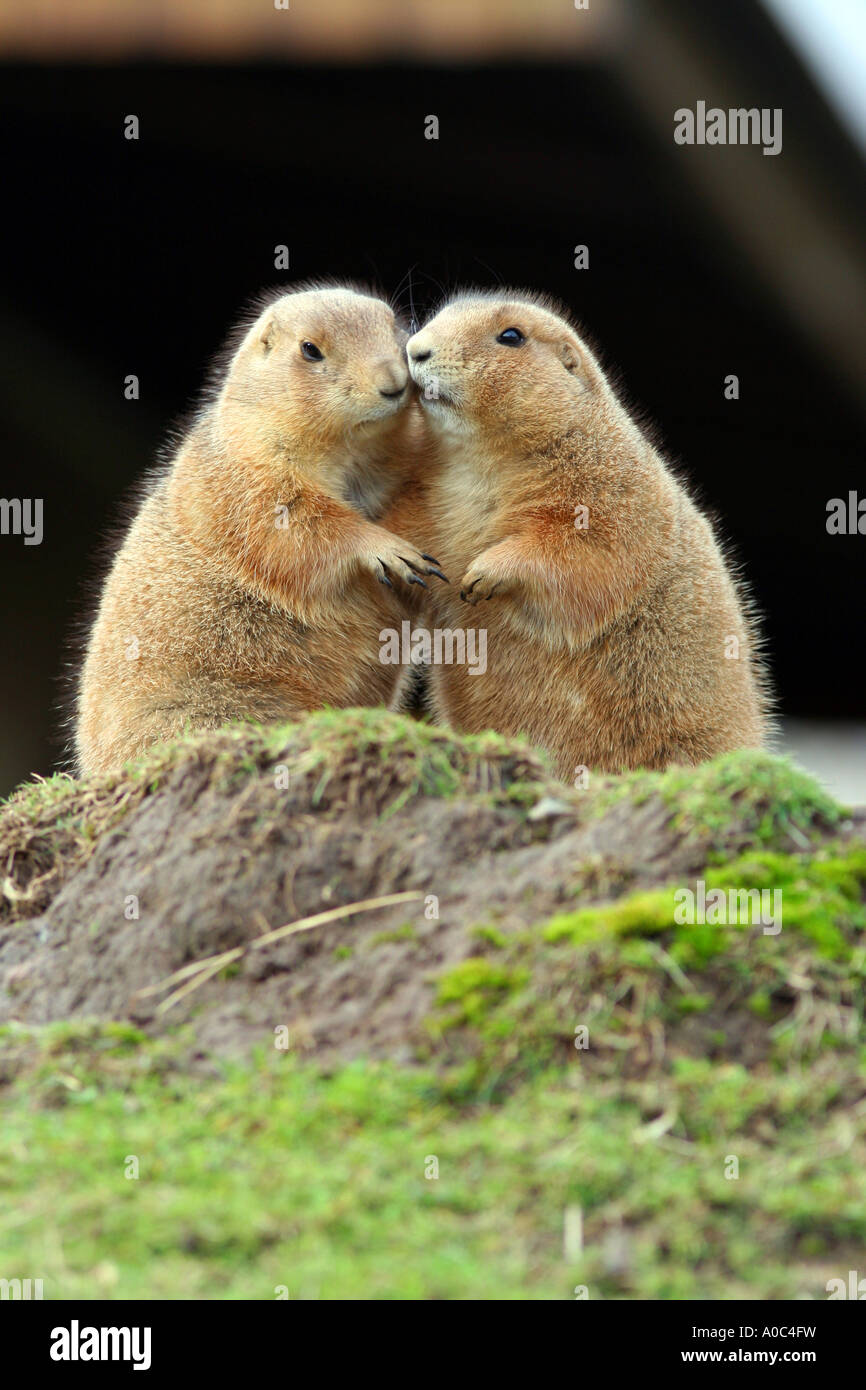 Les marmottes de Praire jouant Banque D'Images