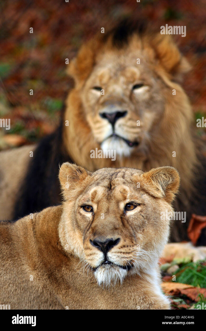 Lion asiatique - hommes et femmes Banque D'Images