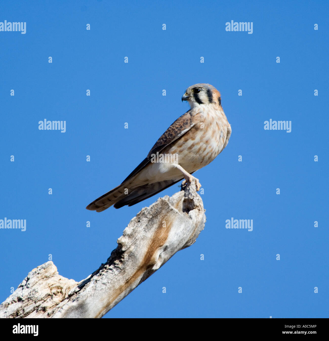 Apache de del Bosque - Nouveau Mexique - USA American kestrel Falco sparverius Epervier Banque D'Images Apache de del Bosque - Nouveau Mexique - USA American kestrel Falco sparverius Epervier Banque D'Images