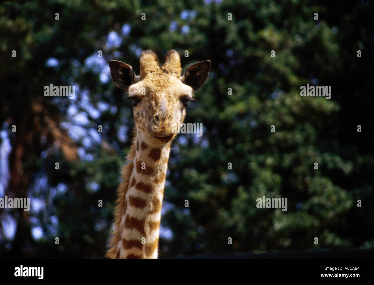 Portrait de girafe Banque D'Images