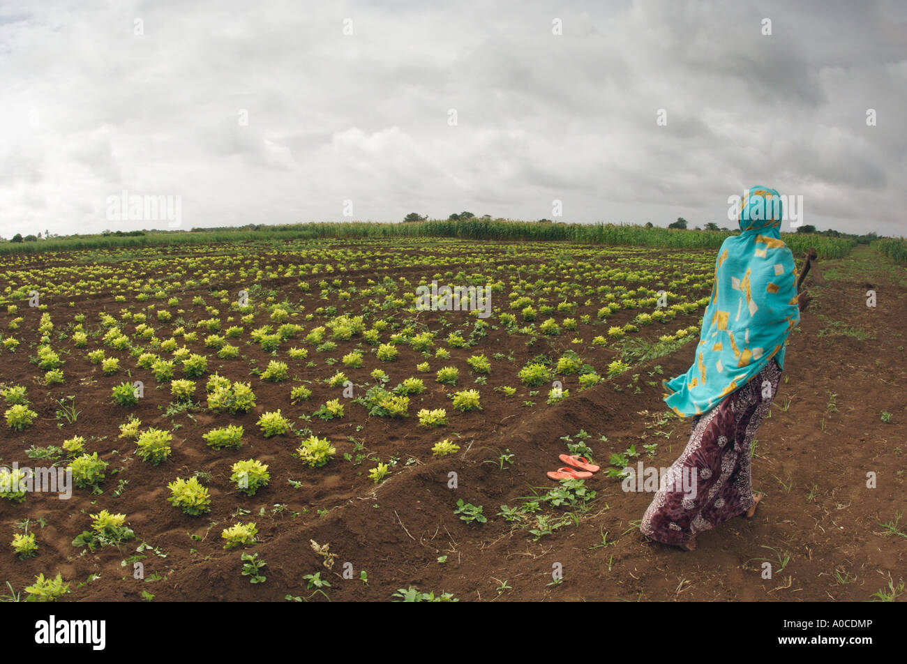 L'ouvrier agricole dans le Bas-Chébéli la plantation de cultures dans le sud de la Somalie. Banque D'Images