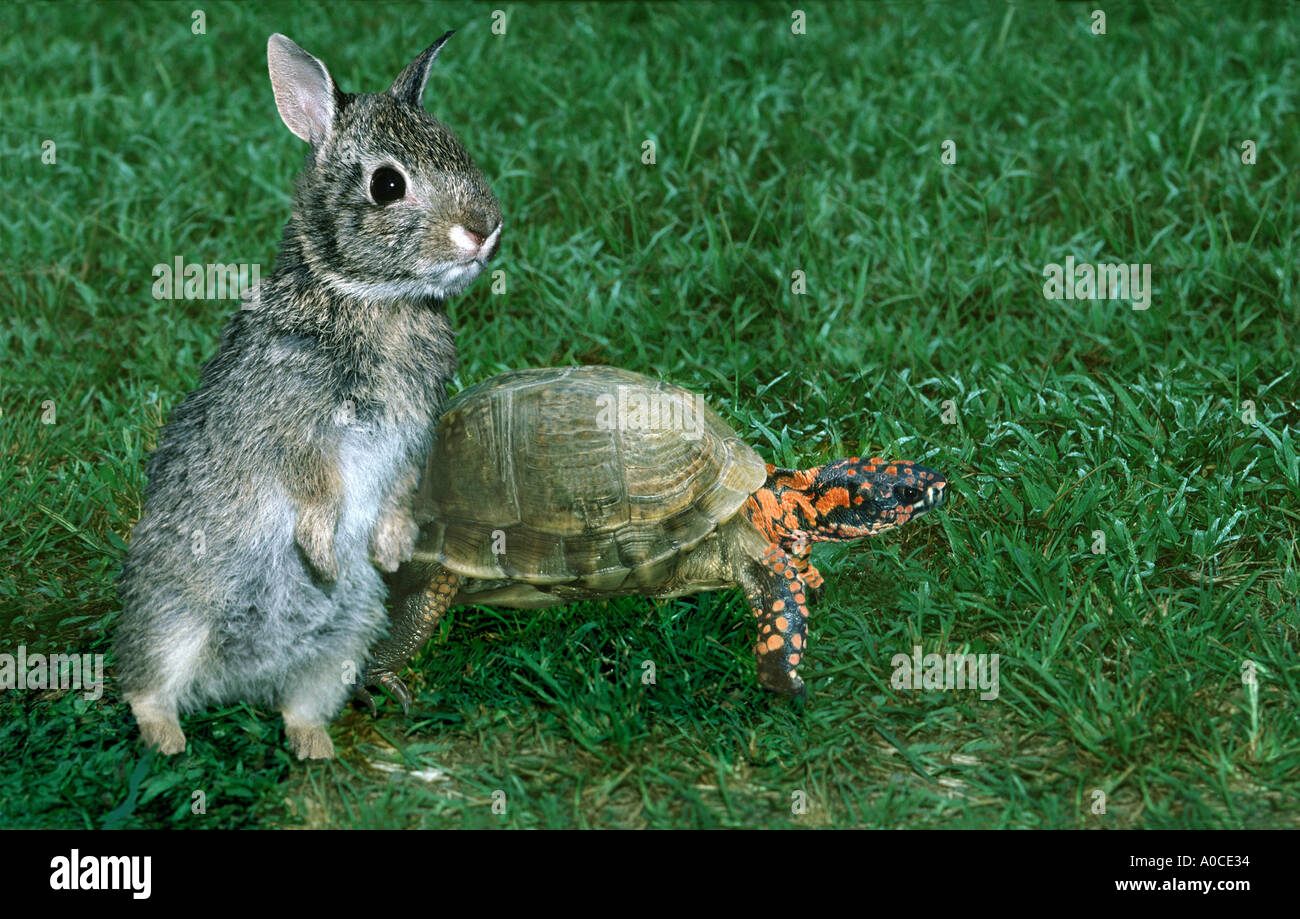 Lievre Et Tortue Banque D Image Et Photos Alamy