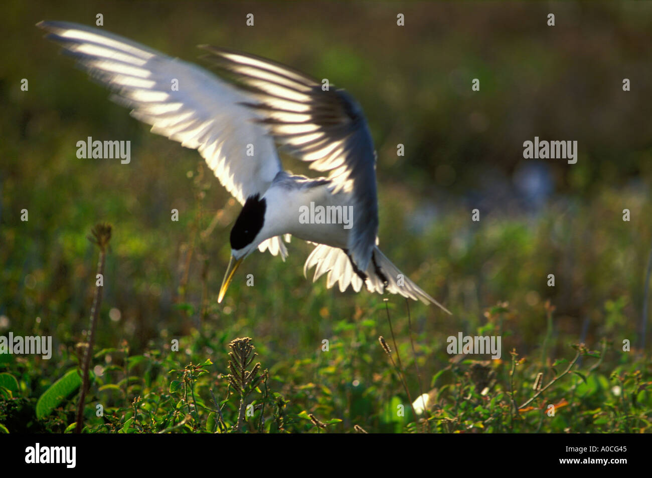 Bergeii Crested Tern Sterna arrivant avec des poissons adultes pour chick Queensland Australie Banque D'Images