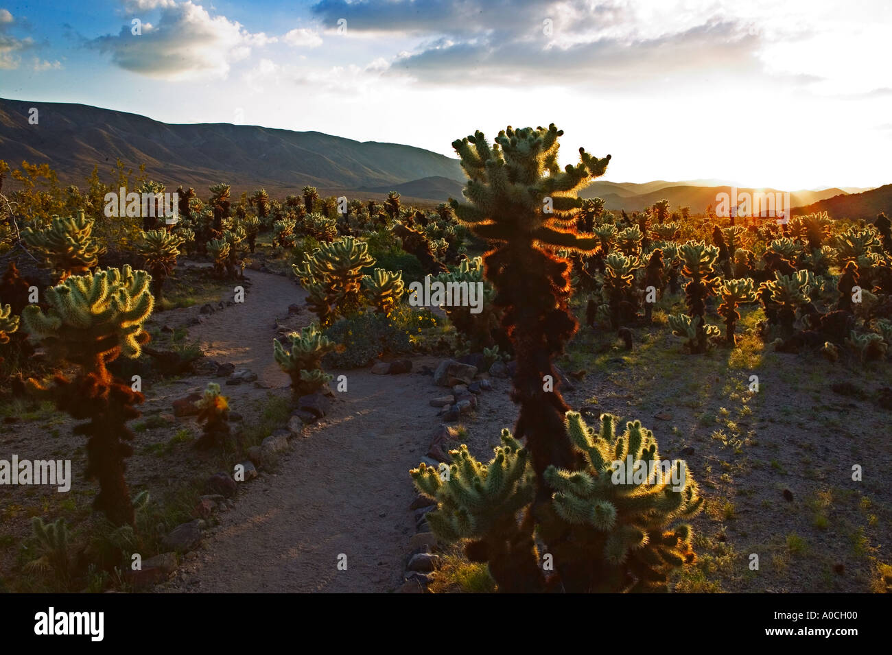 Cholla cactus Cholla au coucher du soleil dans le jardin de Joshua Tree National Park en Californie Banque D'Images