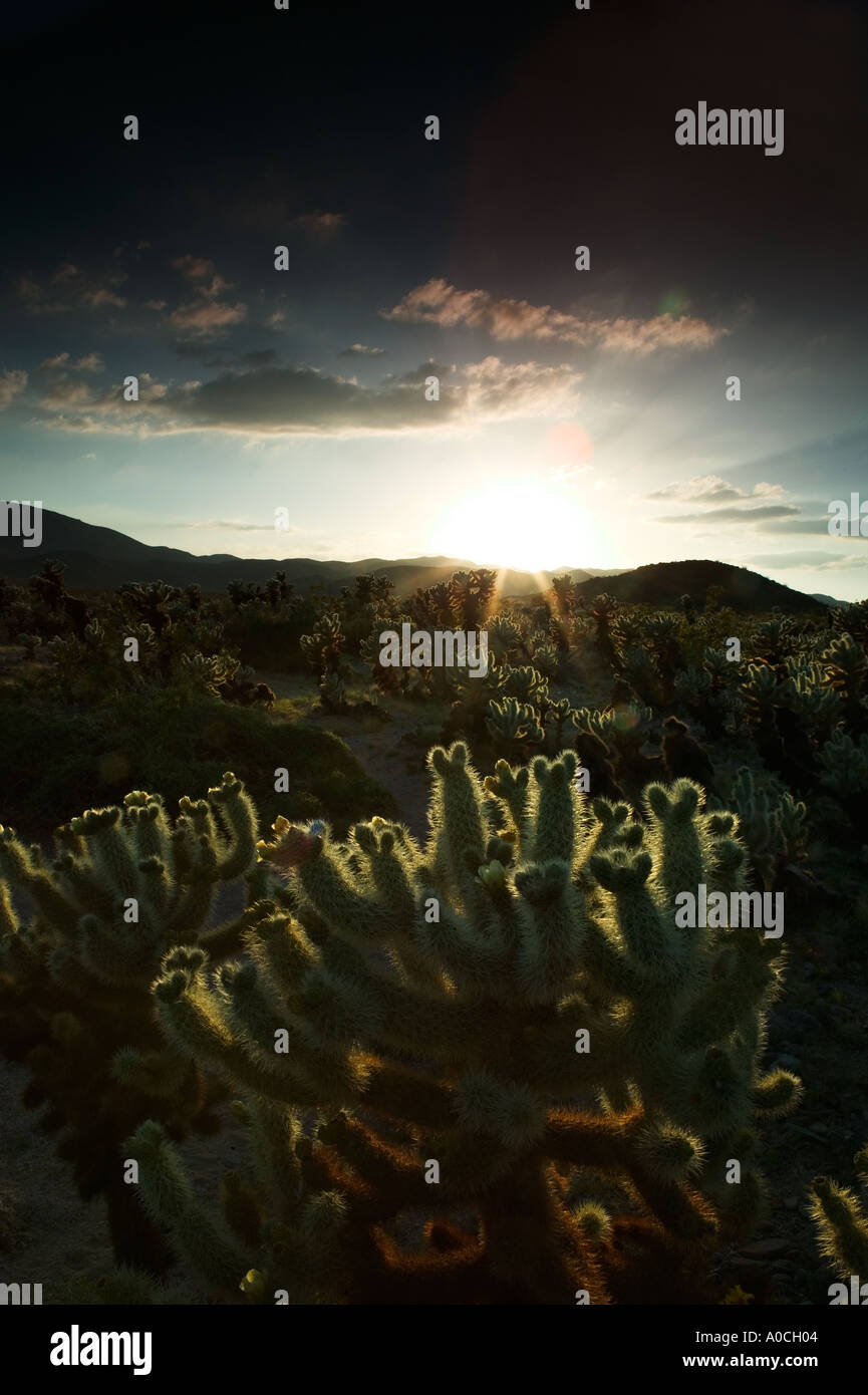 Cholla cactus Cholla au coucher du soleil dans le jardin de Joshua Tree National Park en Californie Banque D'Images