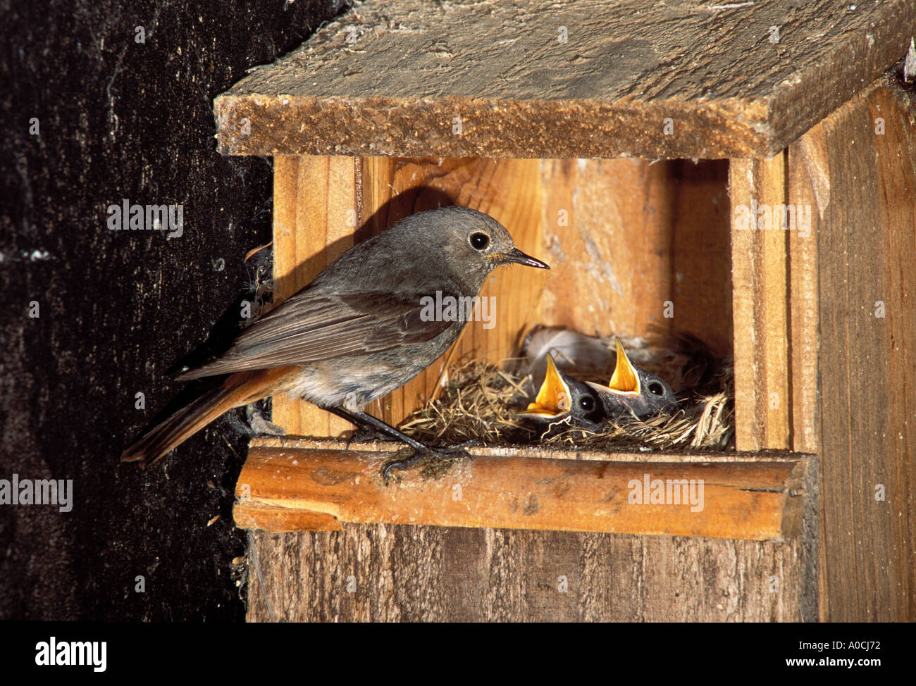 Rougequeue noir Phoenicurus ochruros poussins dans l'alimentation des femelles adultes nichoir Pyrénées françaises Banque D'Images