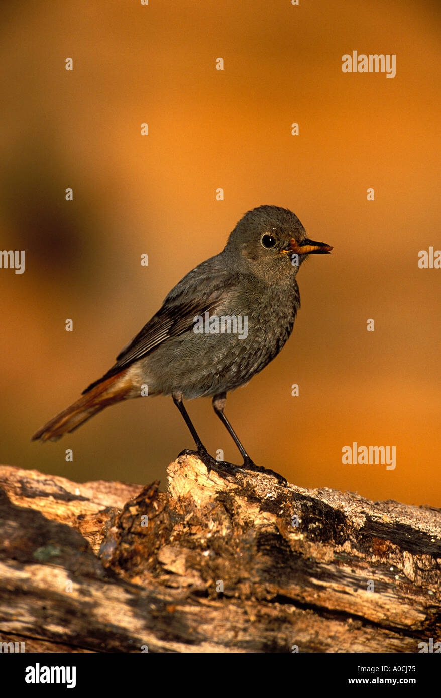 Rougequeue noir Phoenicurus ochruros perché femelle adulte France Banque D'Images