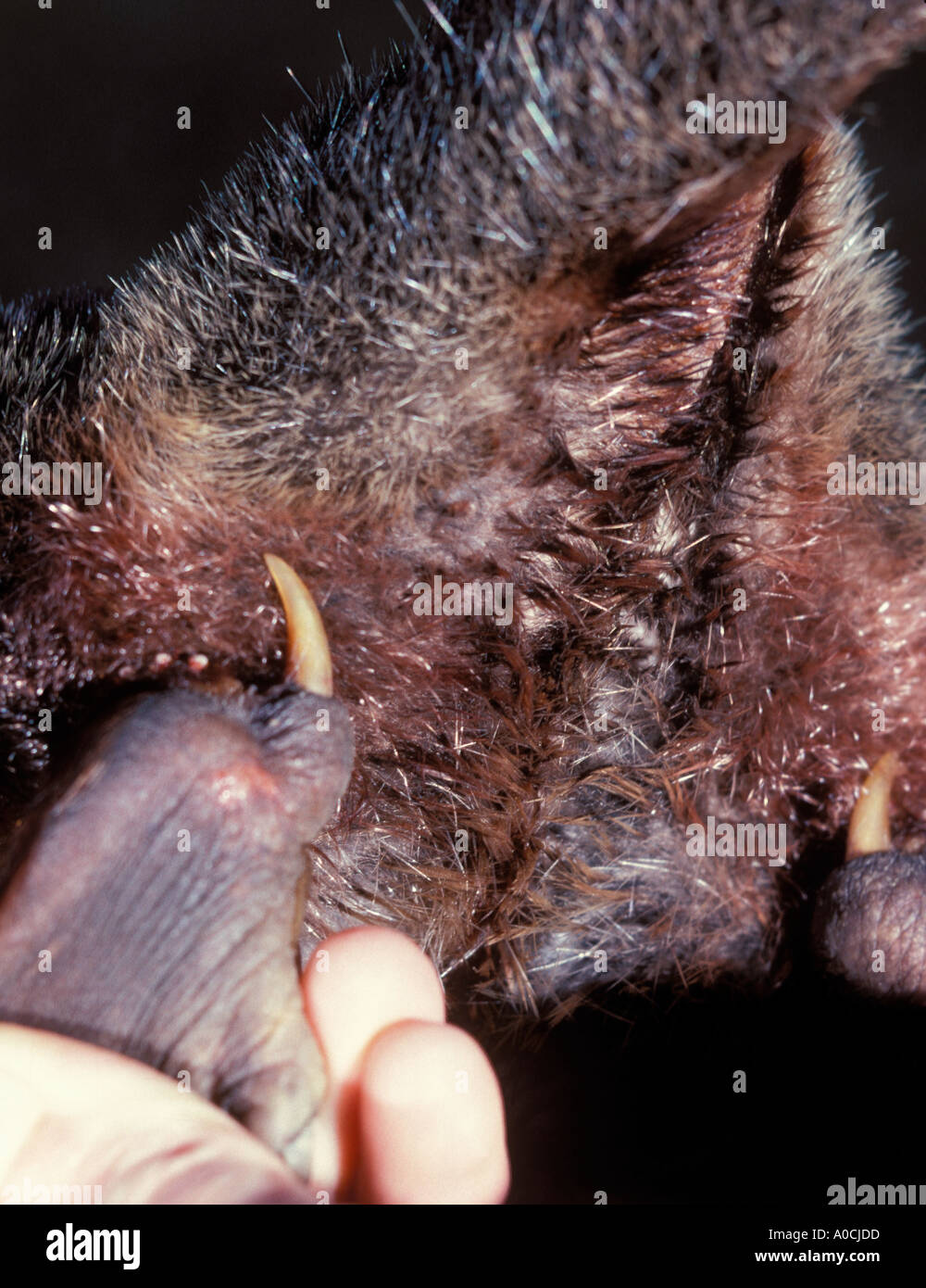 Ornithorhynchus anatinus ornithorynque montrant éperon de l'homme Funkleg Banque D'Images