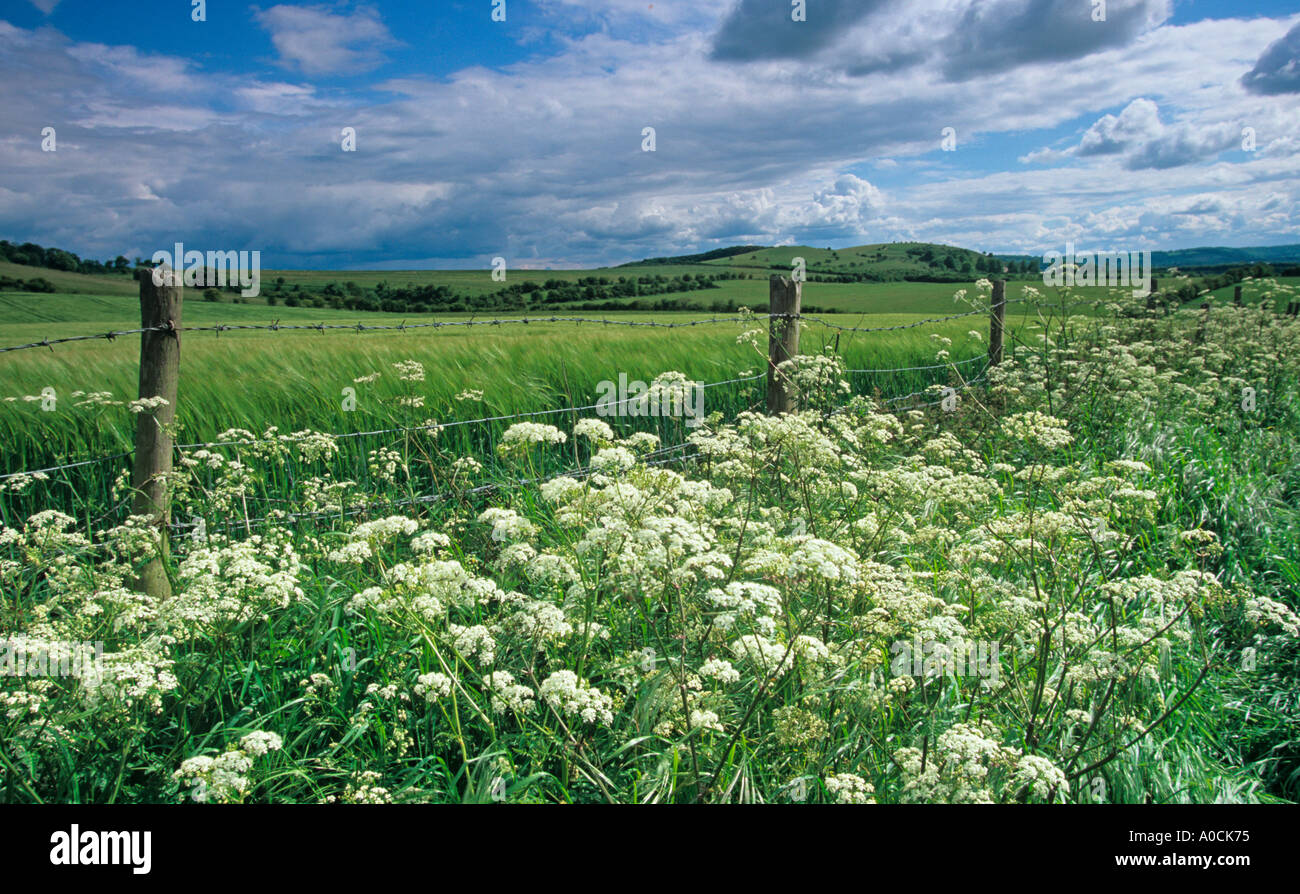 Summer Ivinghoe Hills Bucks UK Banque D'Images