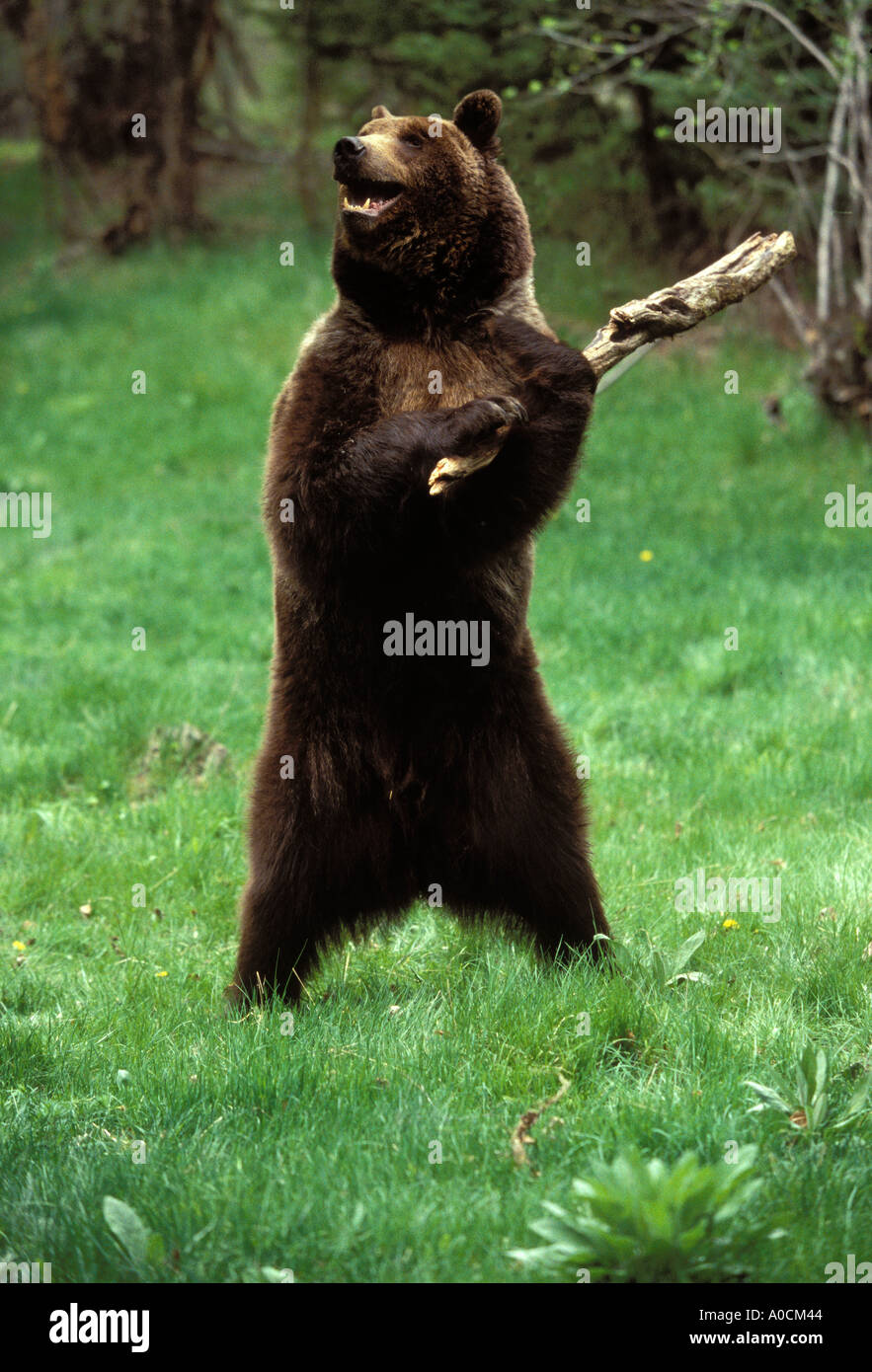 Ours grizzli (Ursus arctos) des profils debout Montana USA Banque D'Images