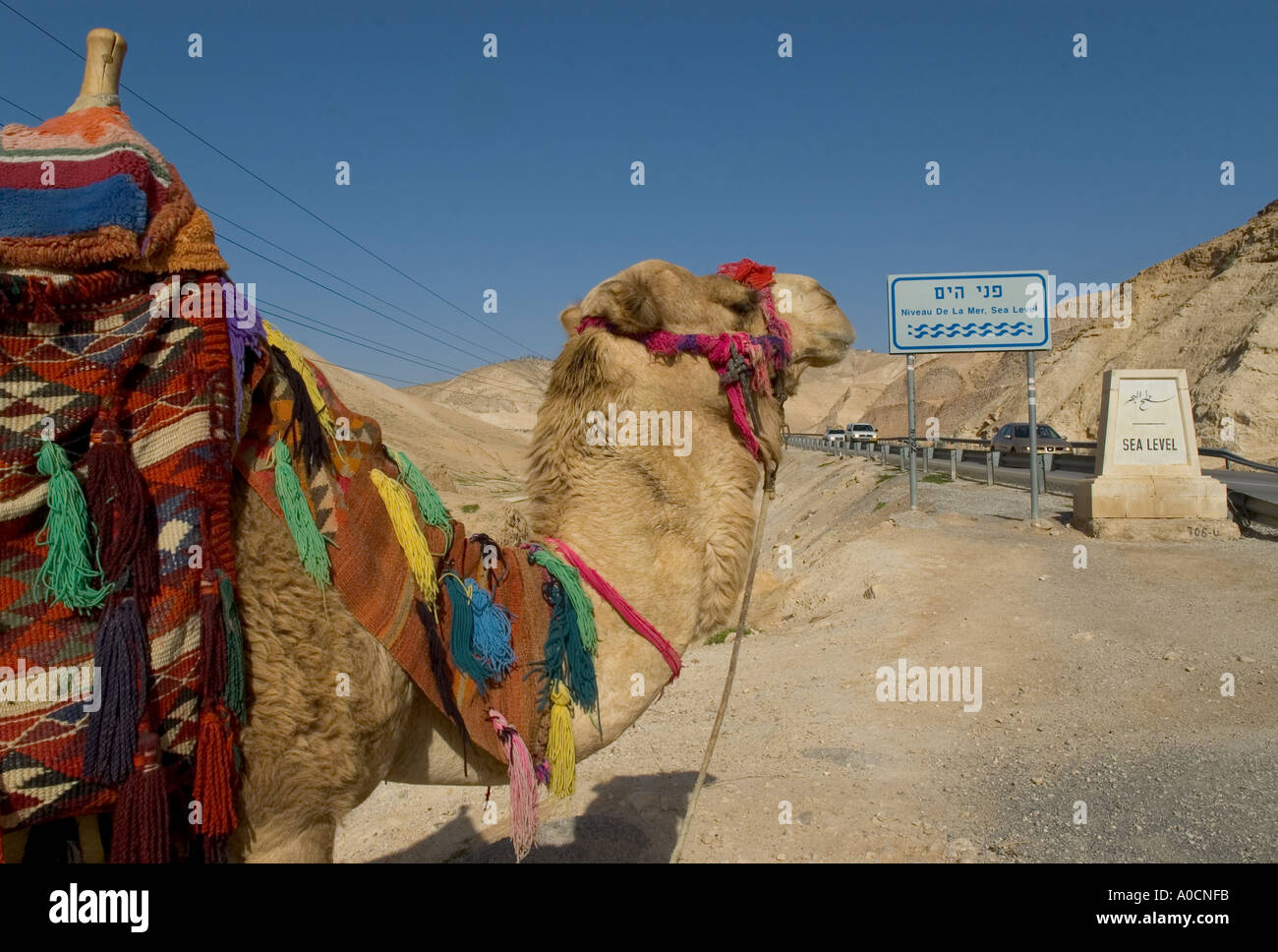 Désert de Judée Israël sur la route de la Mer Morte Camel côté route avec mile stone au niveau de la mer dans le bkgd Banque D'Images