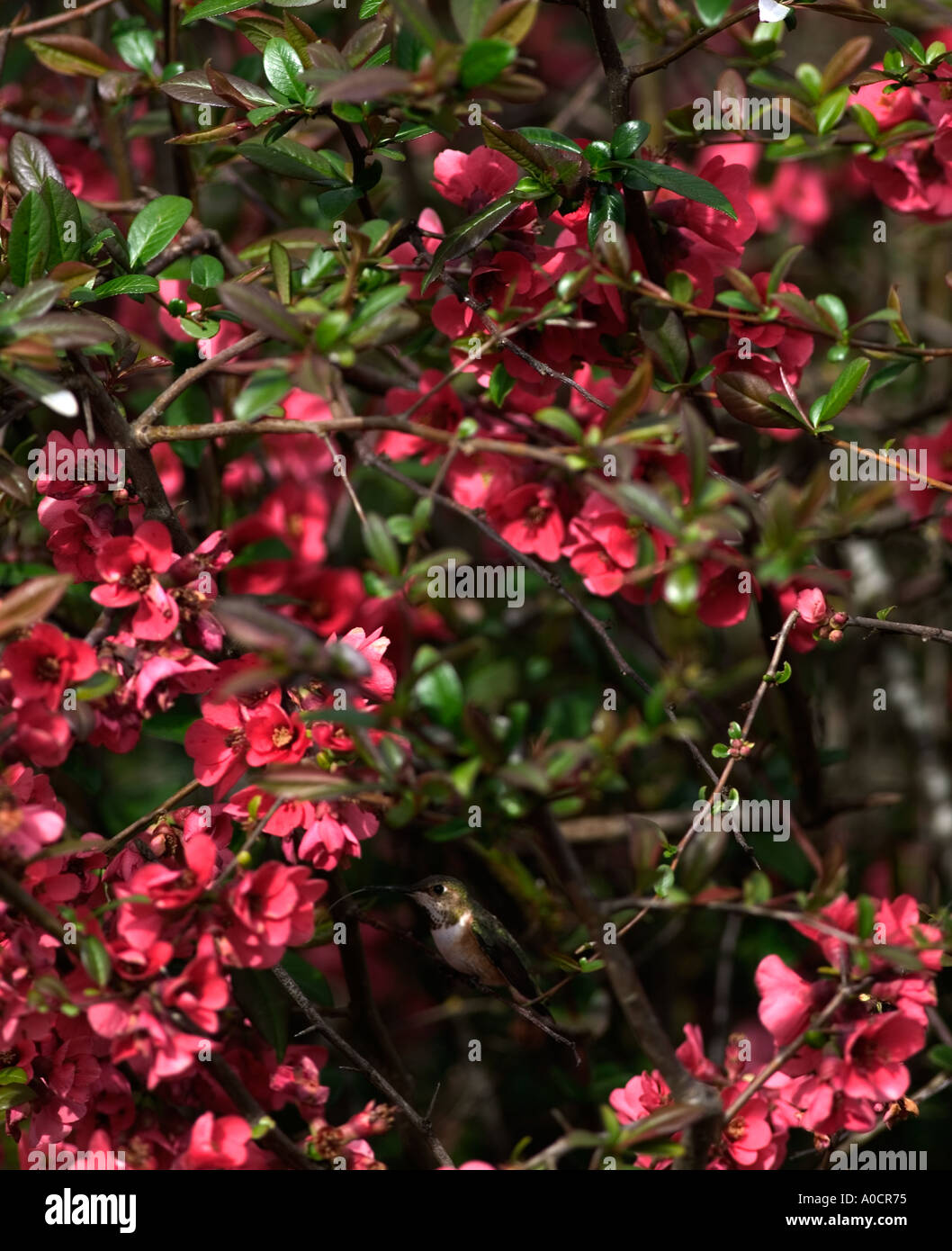 Dans Hummingbird quice avec bush out près de Dunroamin Oregon Banque D'Images