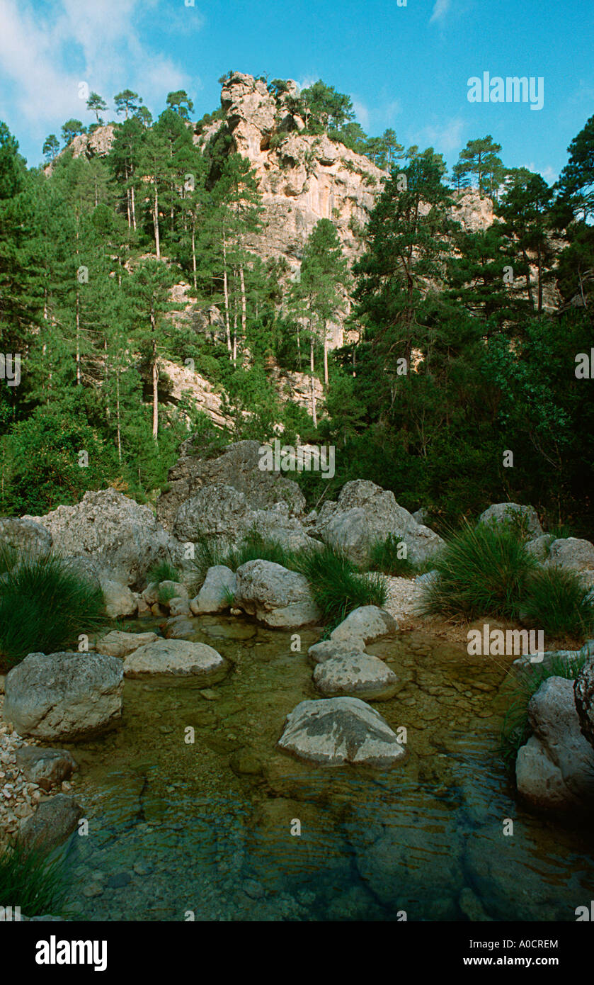 River et de pins d'Autriche, Pinus nigra.Teruel Province. Aragón. Espagne Banque D'Images