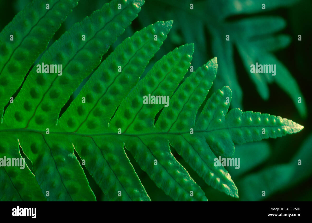 Polypodium vulgare leaf fern Banque de photographies et d’images à ...