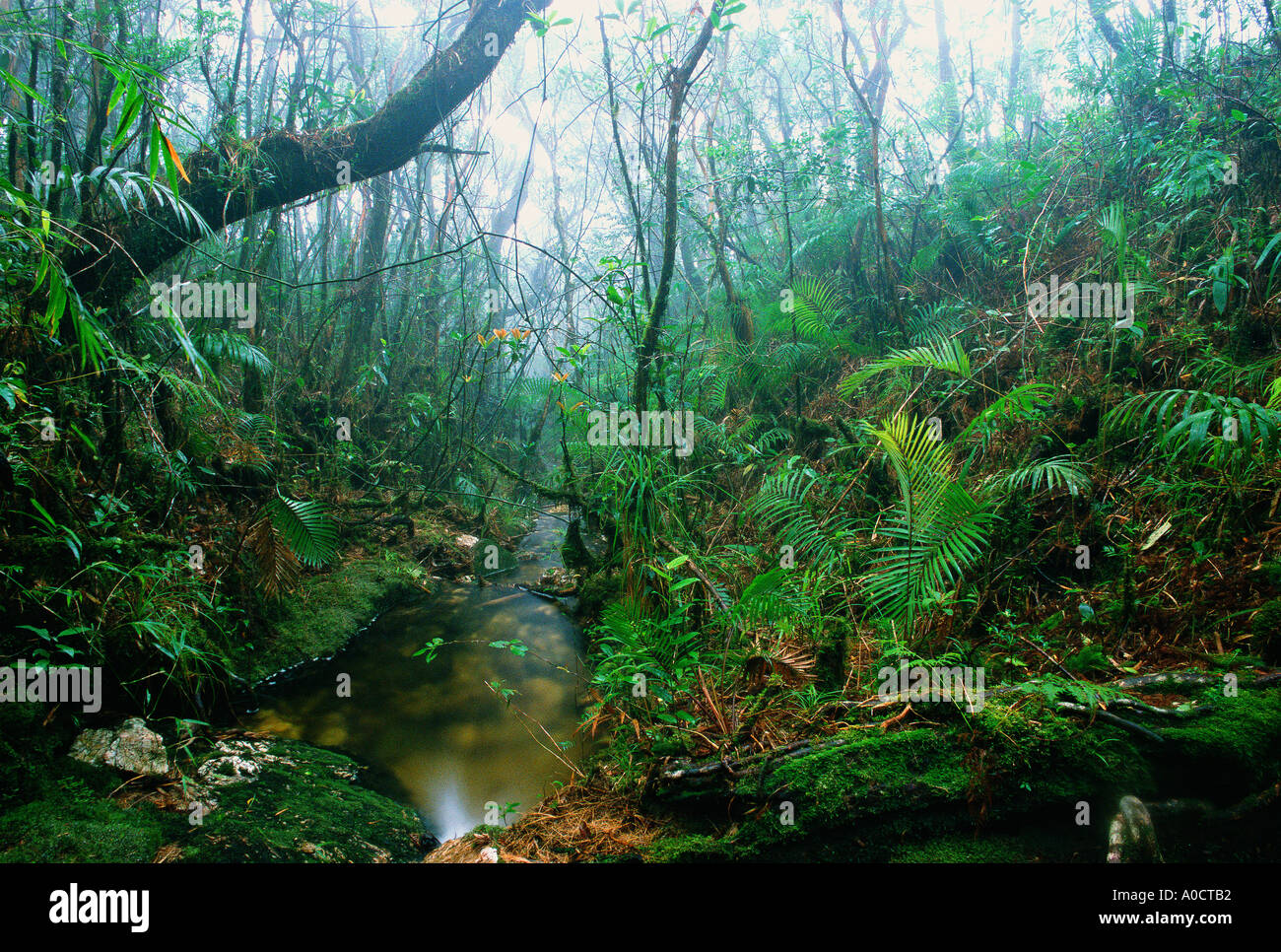 Forêt moussue humide dans le brouillard sur le haut des pentes du mont Halcon Mindoro Philippines Banque D'Images