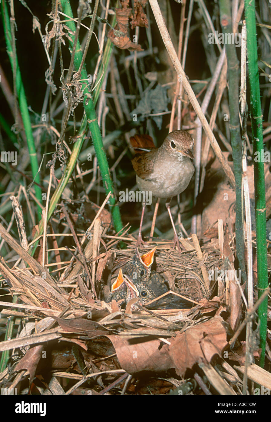 Luscinia megarhynchos Nightingale,. Des profils au nid avec les poussins Banque D'Images