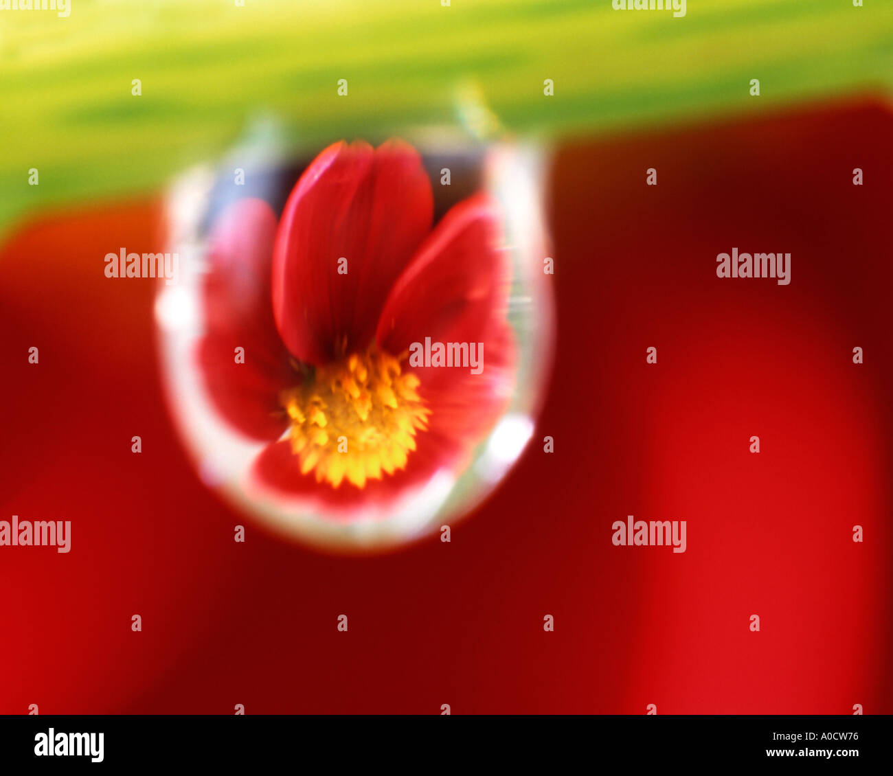 Gros plan d'une goutte d'eau projeter une image d'un dahlia rouge derrière. Banque D'Images