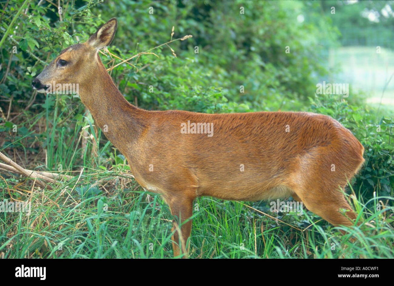 Une femelle chevreuil Capreolus capreolus Grande-bretagne Banque D'Images