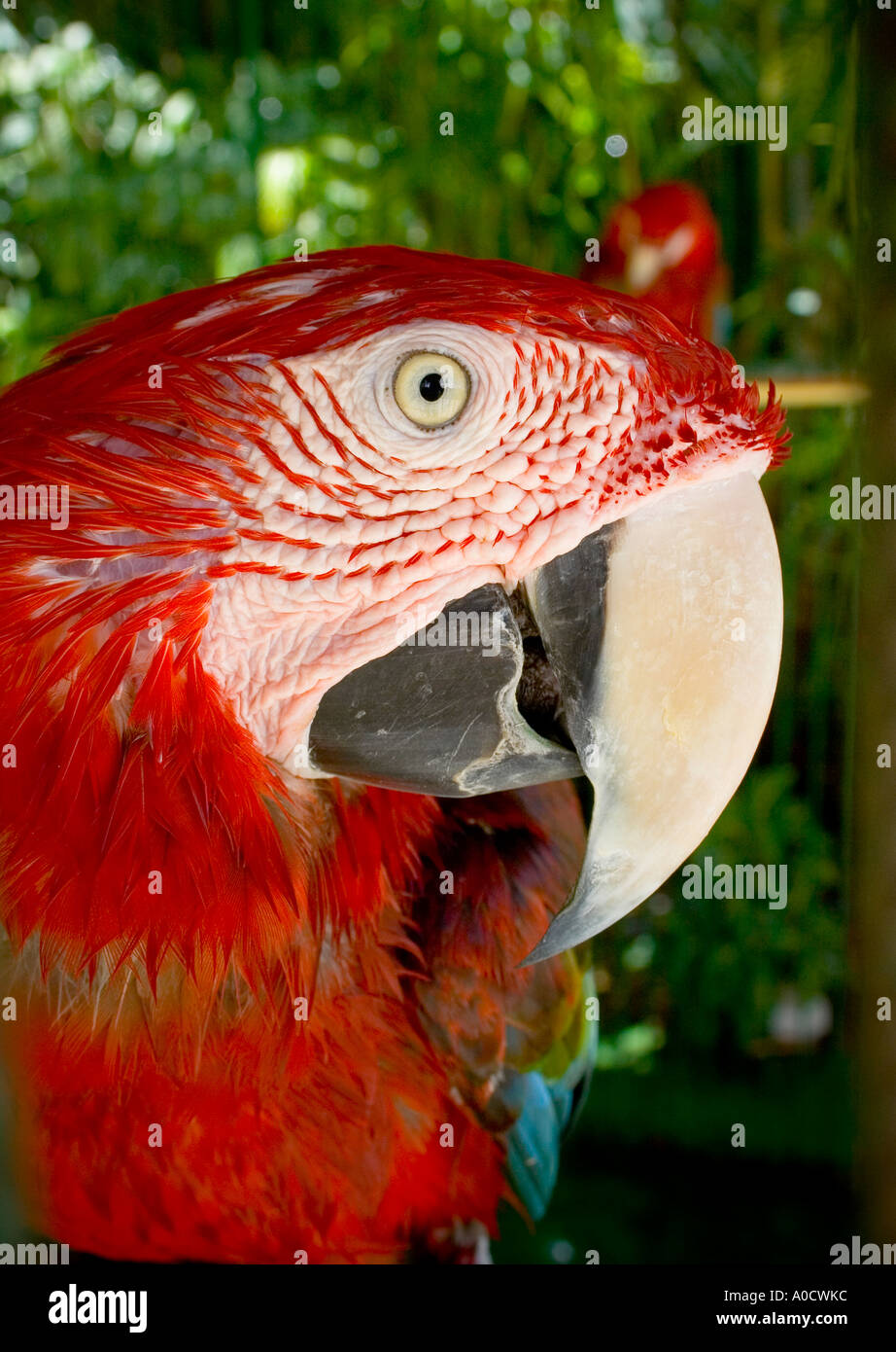 La tête Macaw (Ara chloroptera) Banque D'Images