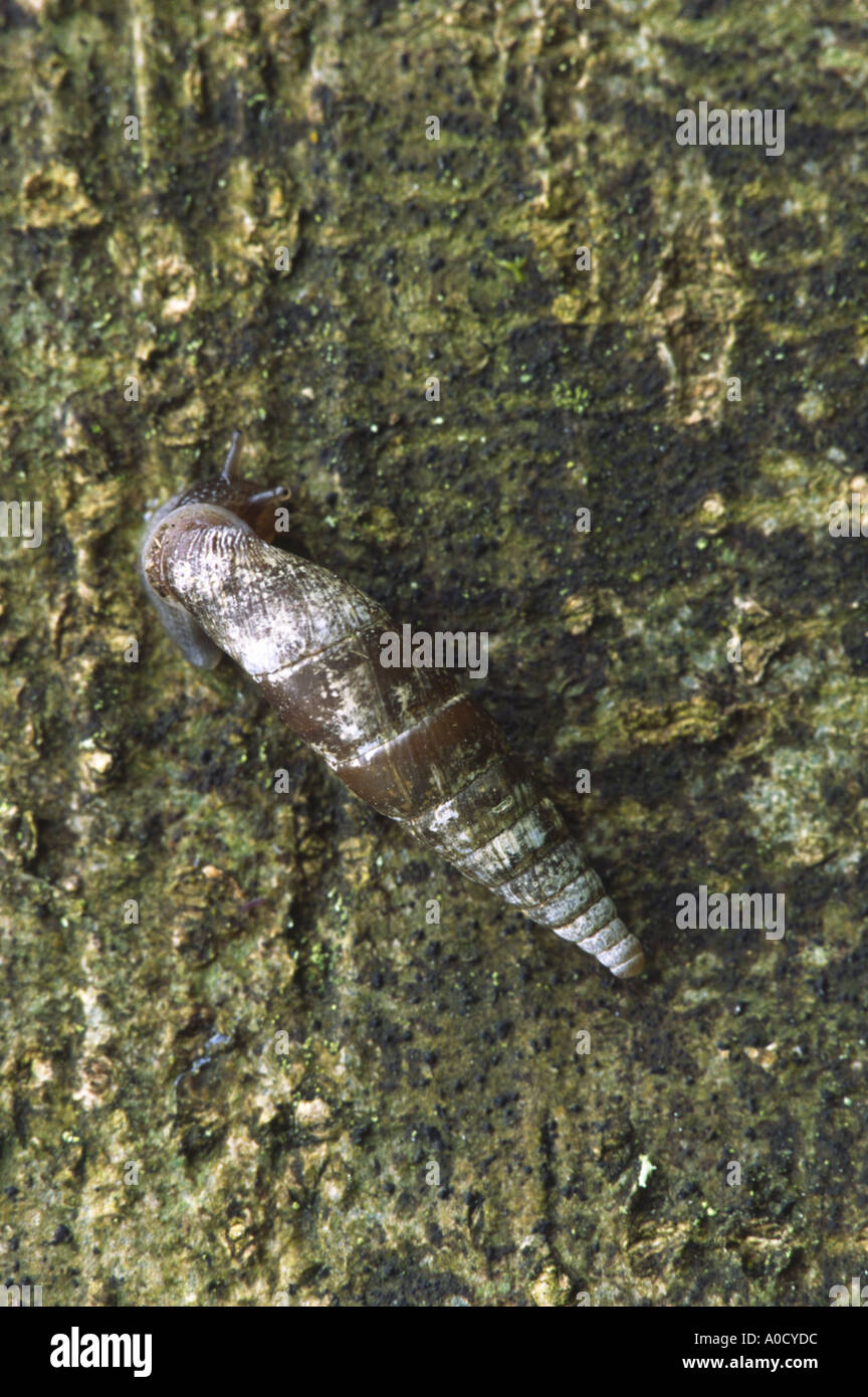 Cochlodina laminata escargot porte tressé Banque D'Images